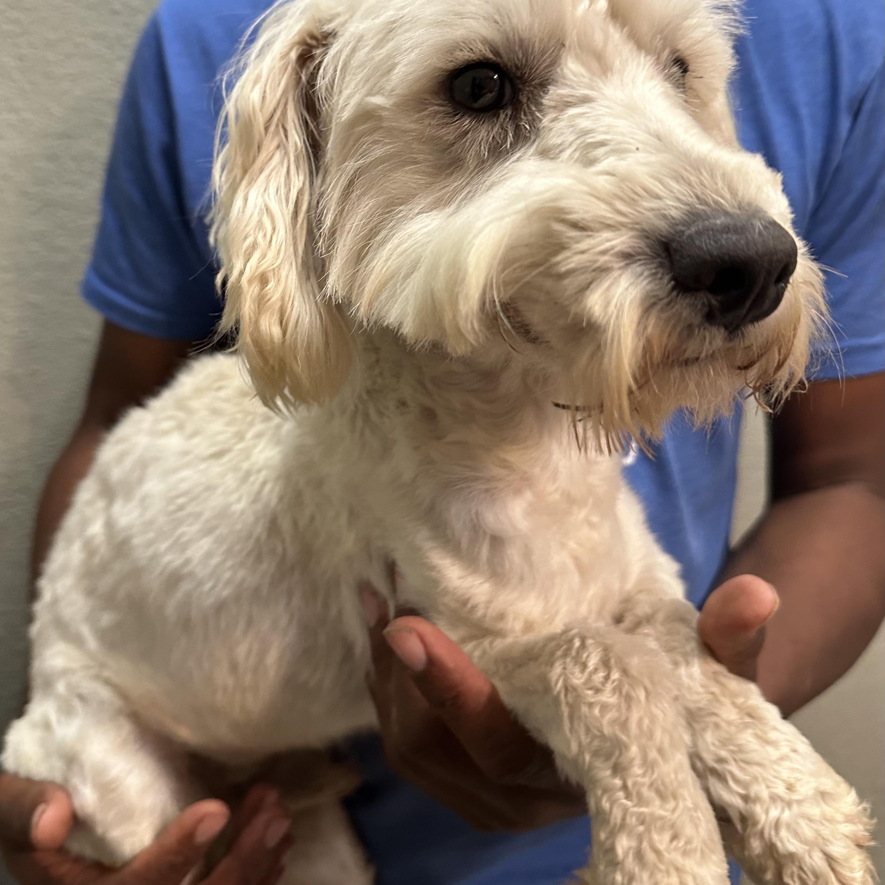 Enlarge Carson - Local April 10-12, an adopted mixed breed in Westerly, RI image 5/6