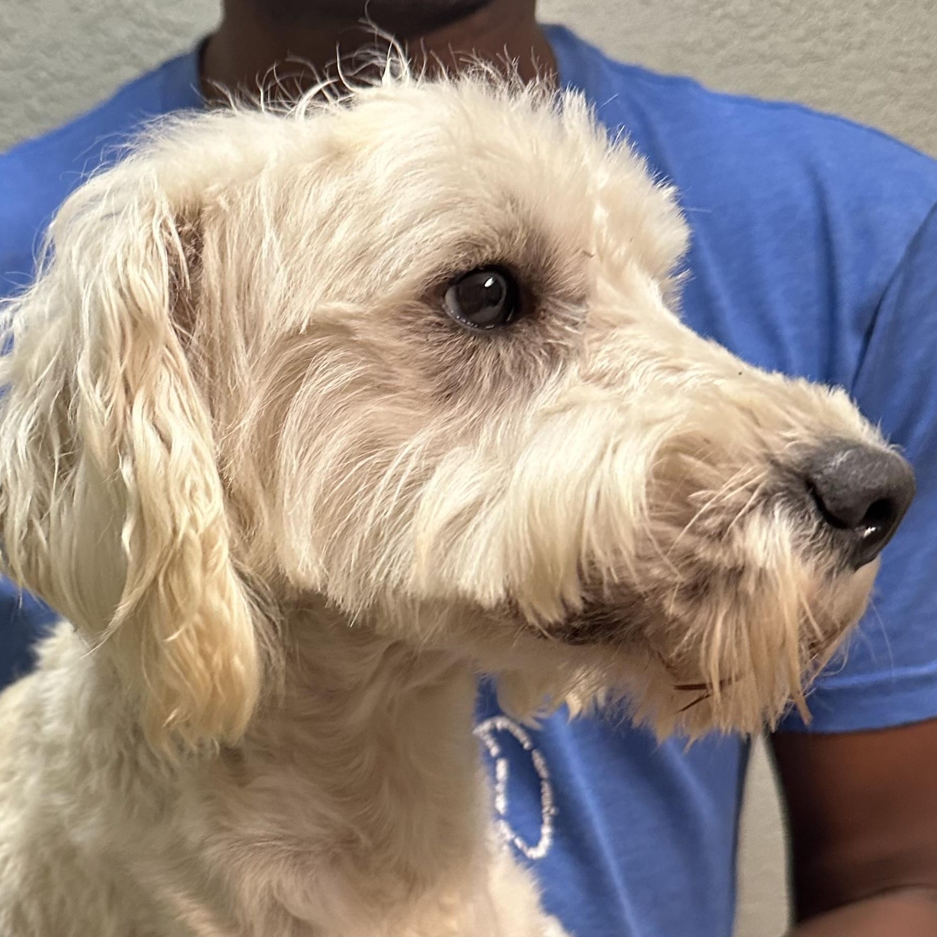 Enlarge Carson - Local April 10-12, an adopted mixed breed in Westerly, RI image 6/6