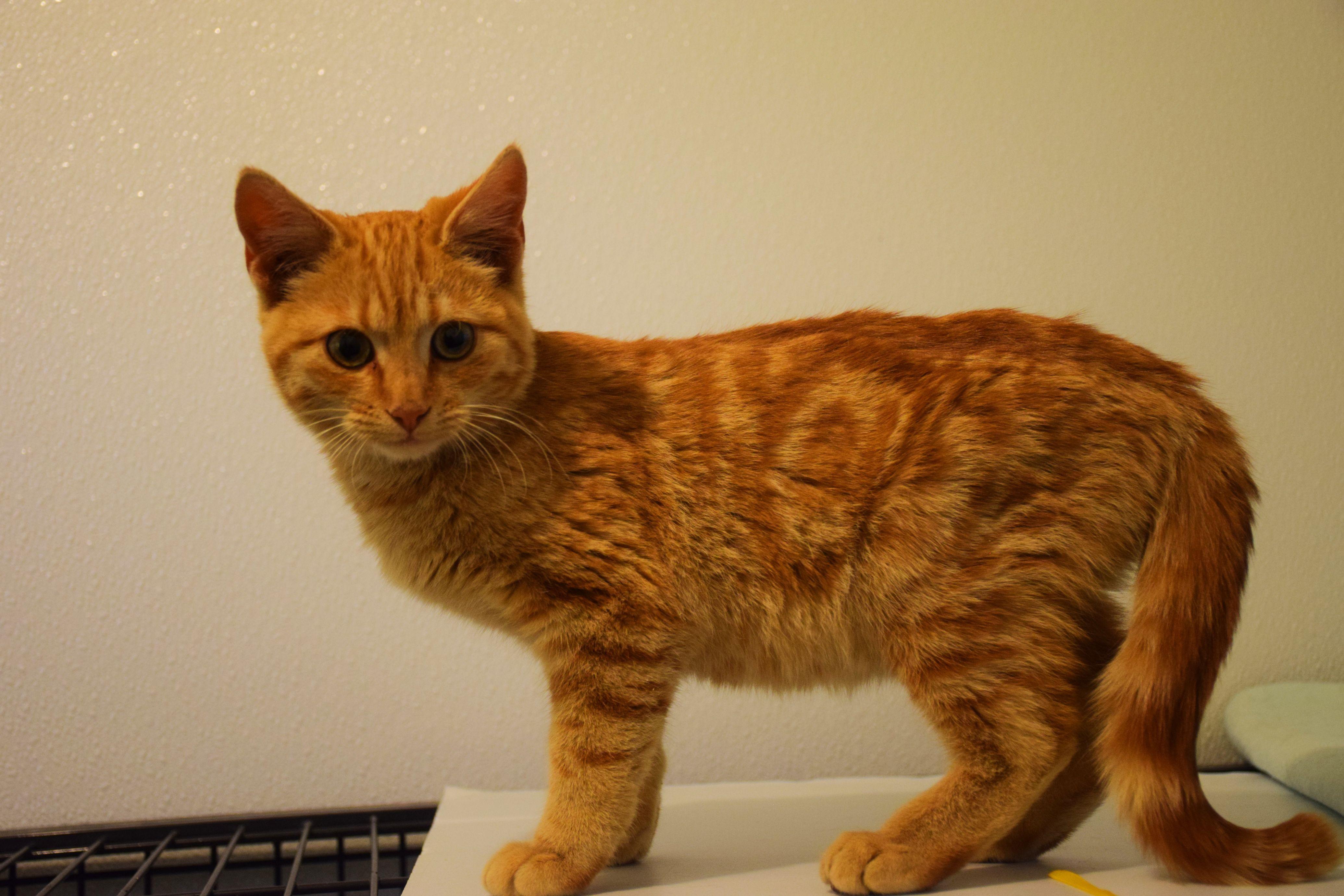 Bosco, adopted, Young Male Tabby.