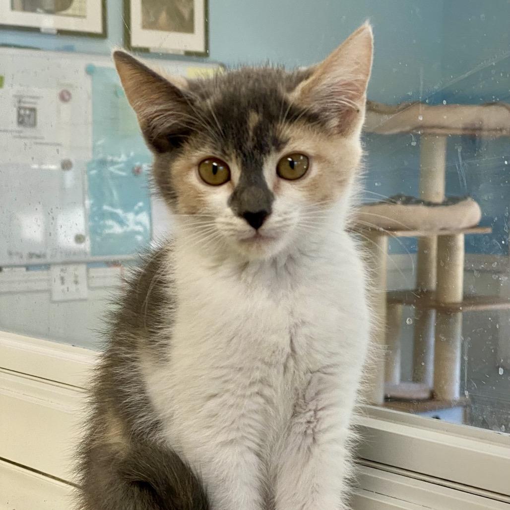 Hazelnut, a Adoptable Domestic Short Hair in Greensboro, GA image 1/5