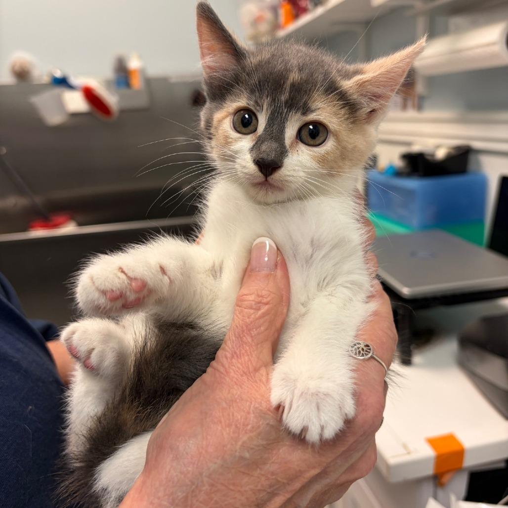 Hazelnut, a Adoptable Domestic Short Hair in Greensboro, GA image 5/5