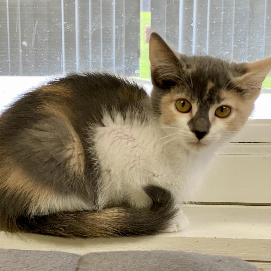 Hazelnut, a Adoptable Domestic Short Hair in Greensboro, GA image 2/5