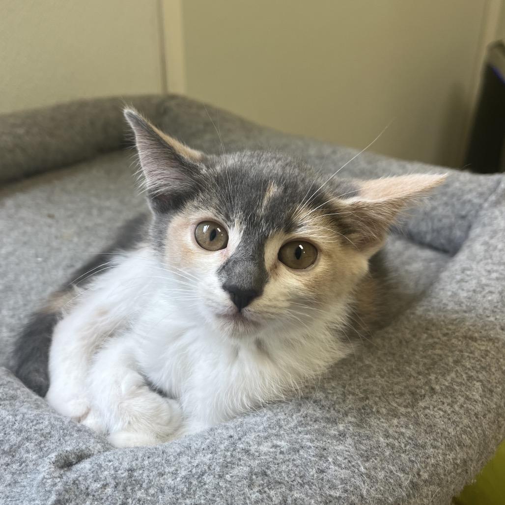 Hazelnut, a Adoptable Domestic Short Hair in Greensboro, GA image 3/5