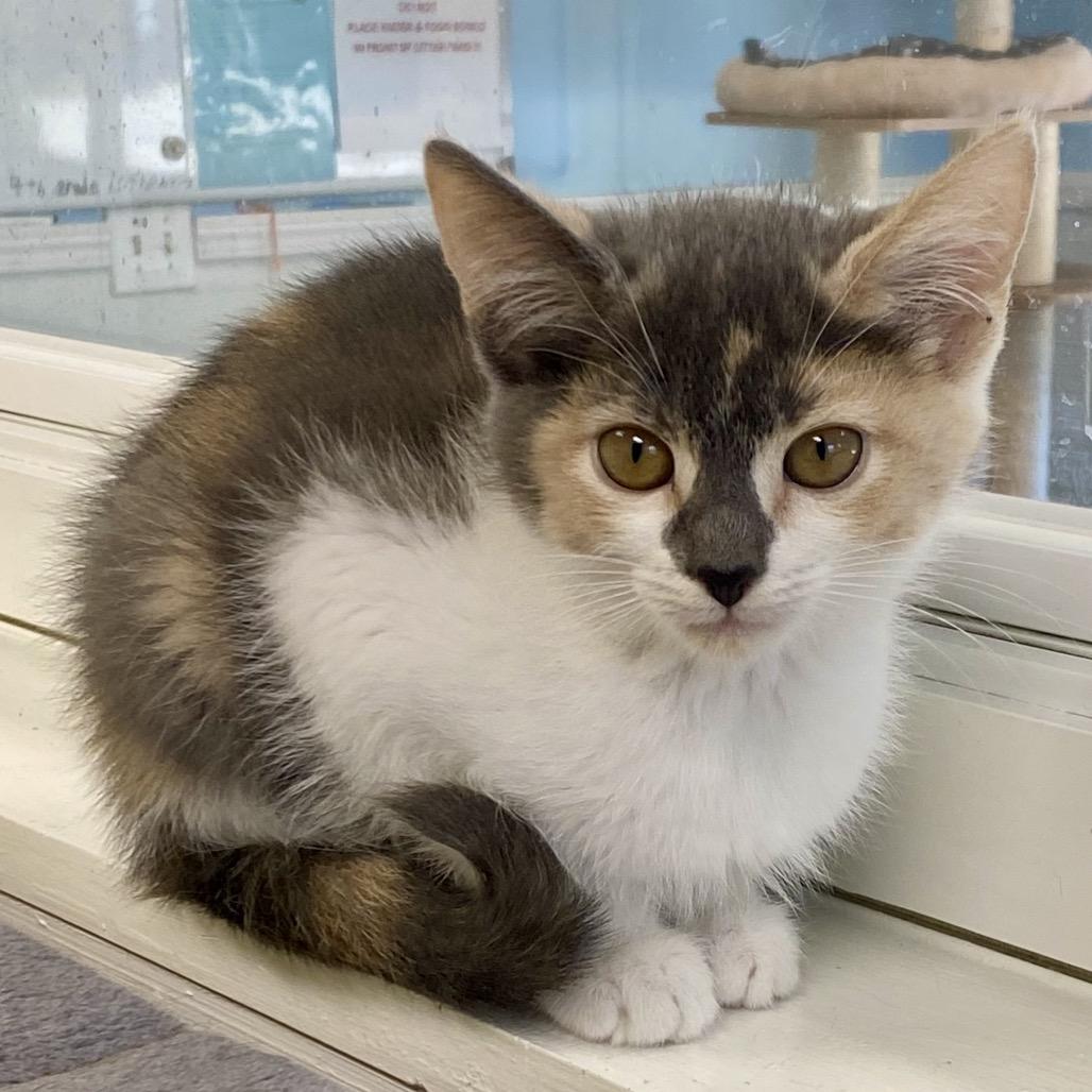 Hazelnut, a Adoptable Domestic Short Hair in Greensboro, GA image 4/5