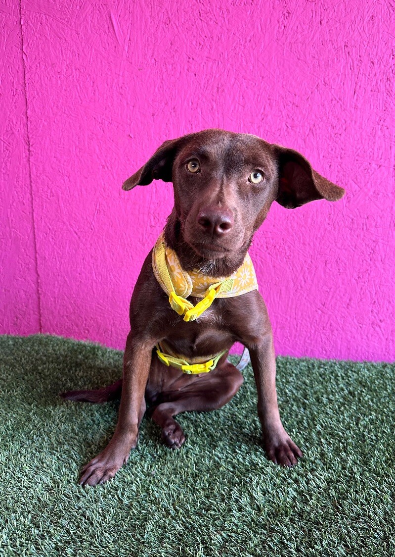Dog for adoption Fozzie, a Chocolate Labrador Retriever Mix in Reno