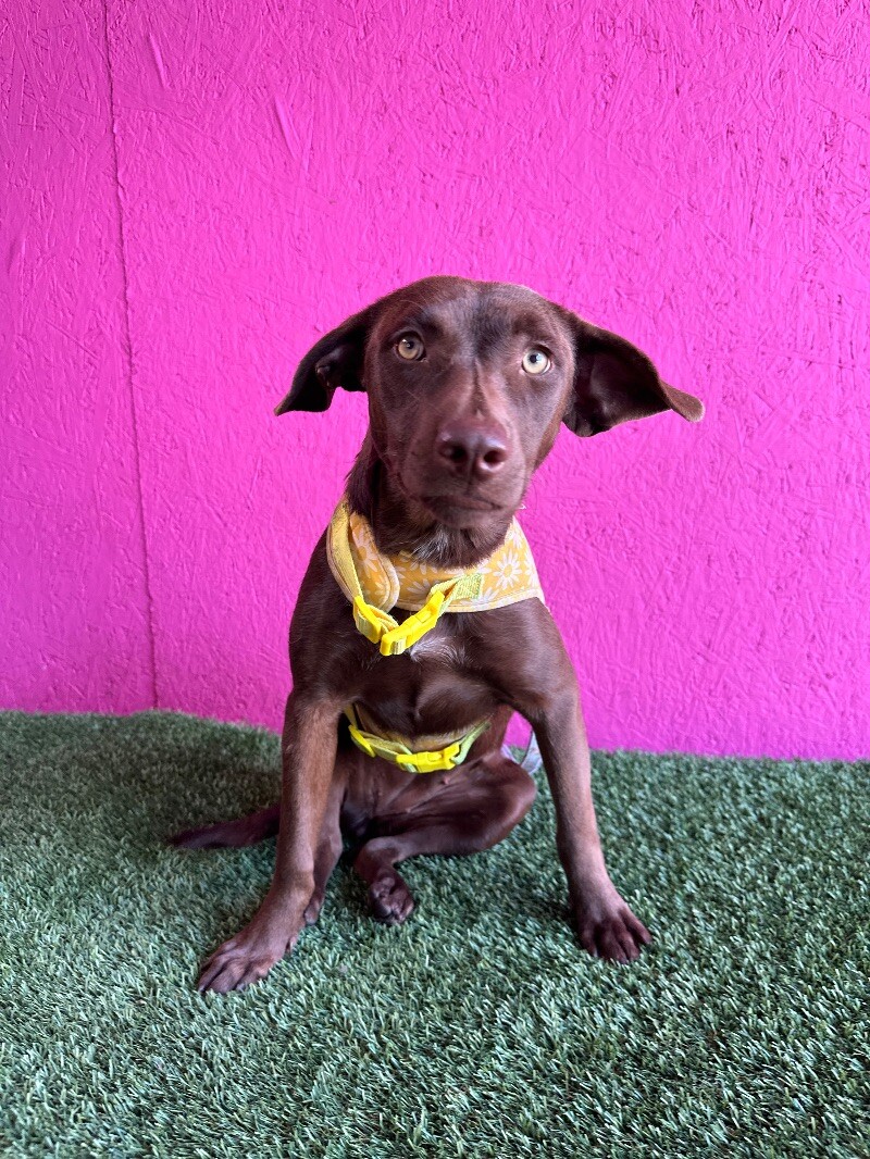 Dog for adoption Fozzie, a Chocolate Labrador Retriever Mix in Reno