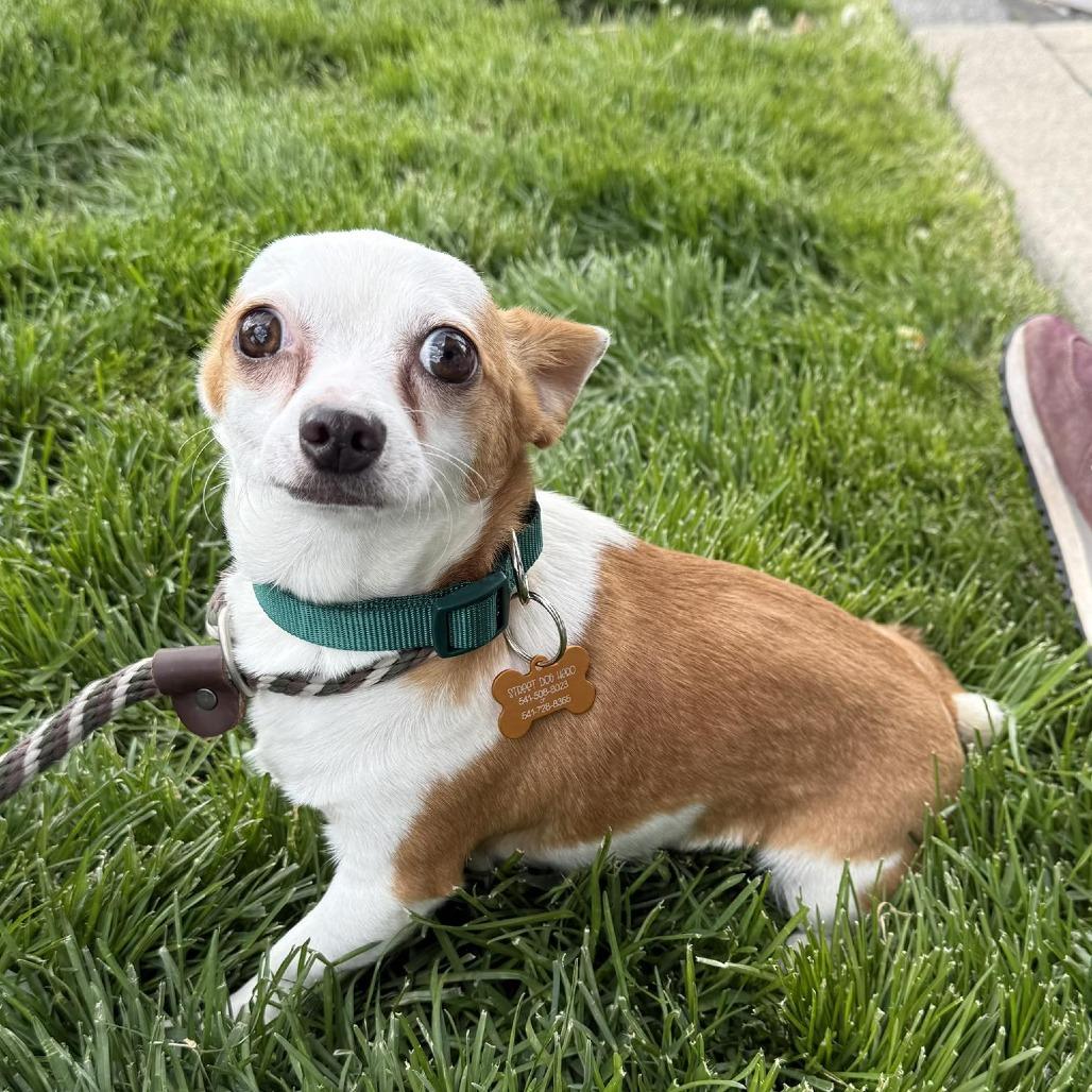 Brennan(61880_3), Adoptable, Young Male Chihuahua & Mixed Breed.