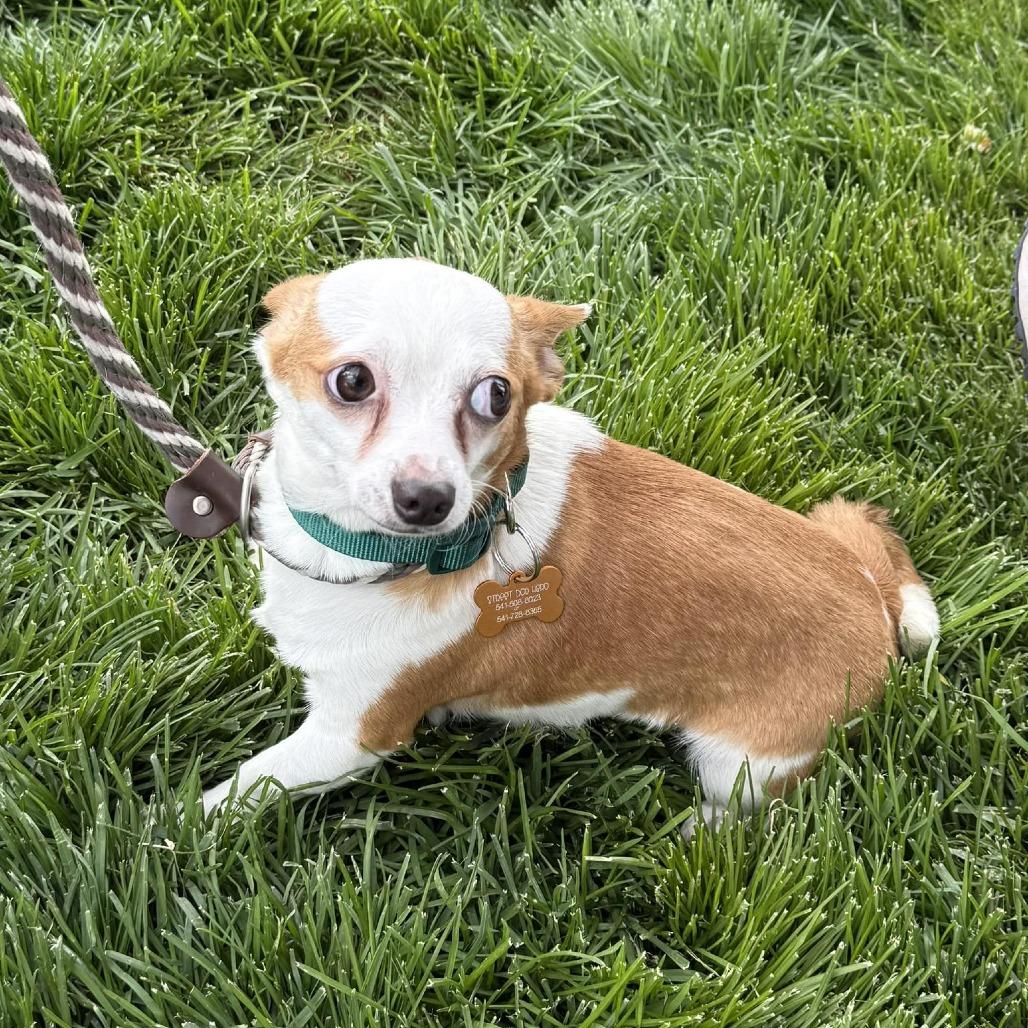 Enlarge Brennan(61880_3), a Adoptable mixed breed in Bend, OR image 2/4