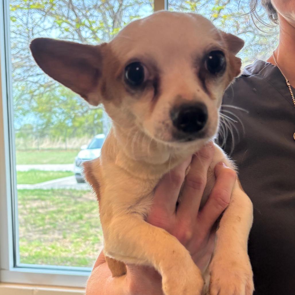 Enlarge Brennan(61880_3), a Adoptable mixed breed in Bend, OR image 3/4