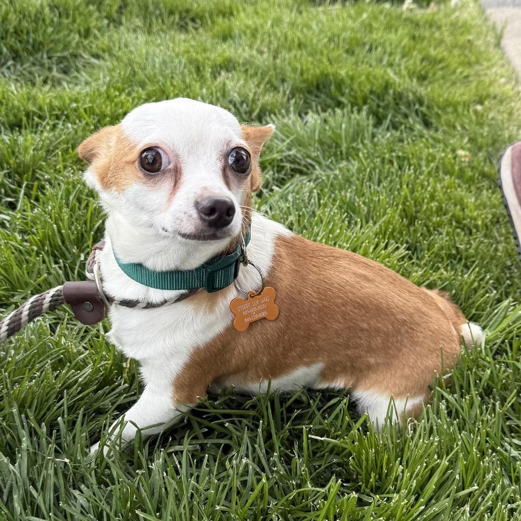 Enlarge Brennan(61880_3), a Adoptable mixed breed in Bend, OR image 4/4