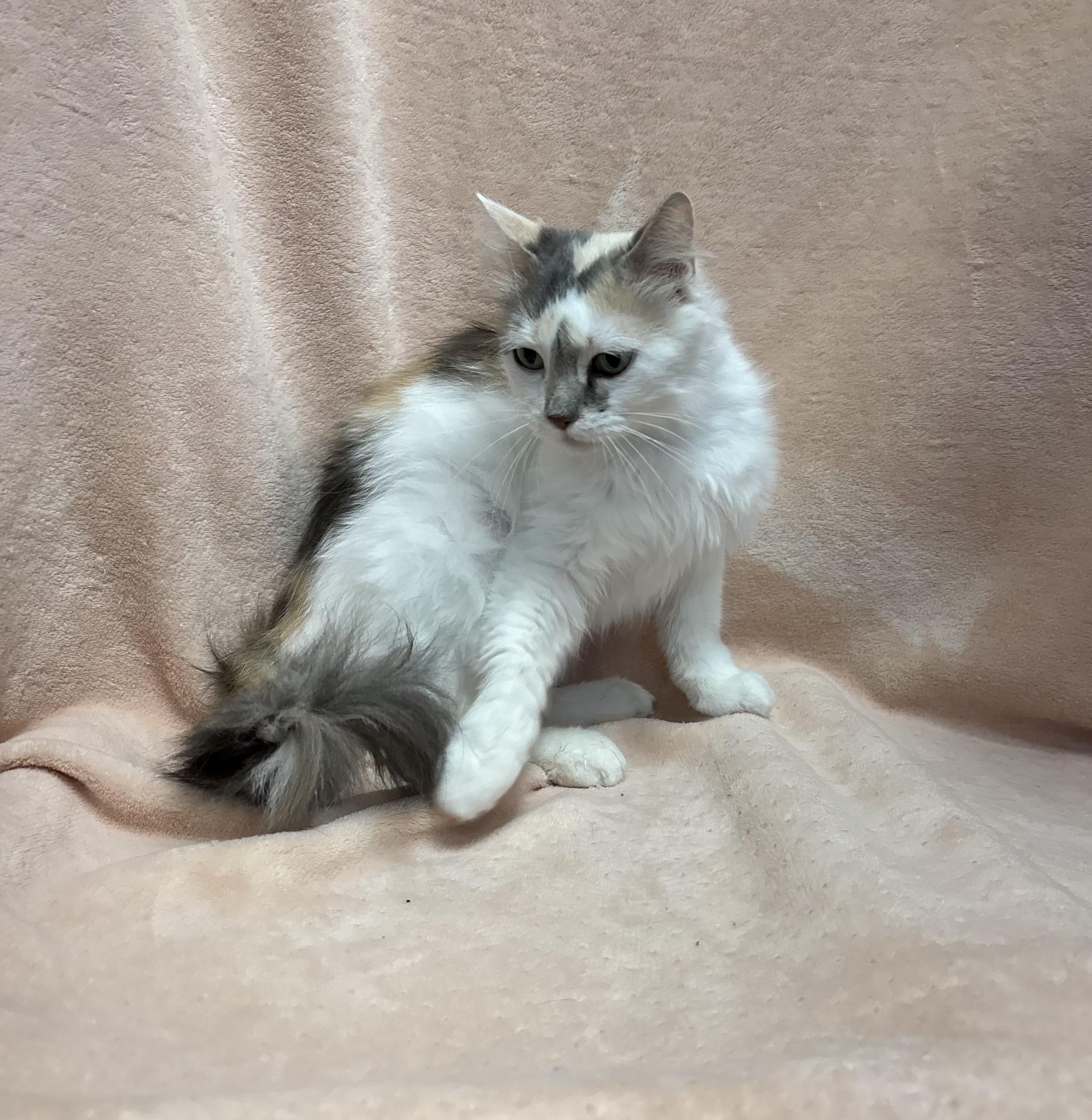Alley, an adoptable Domestic Long Hair in Torrington, WY, 82240 | Photo Image 1