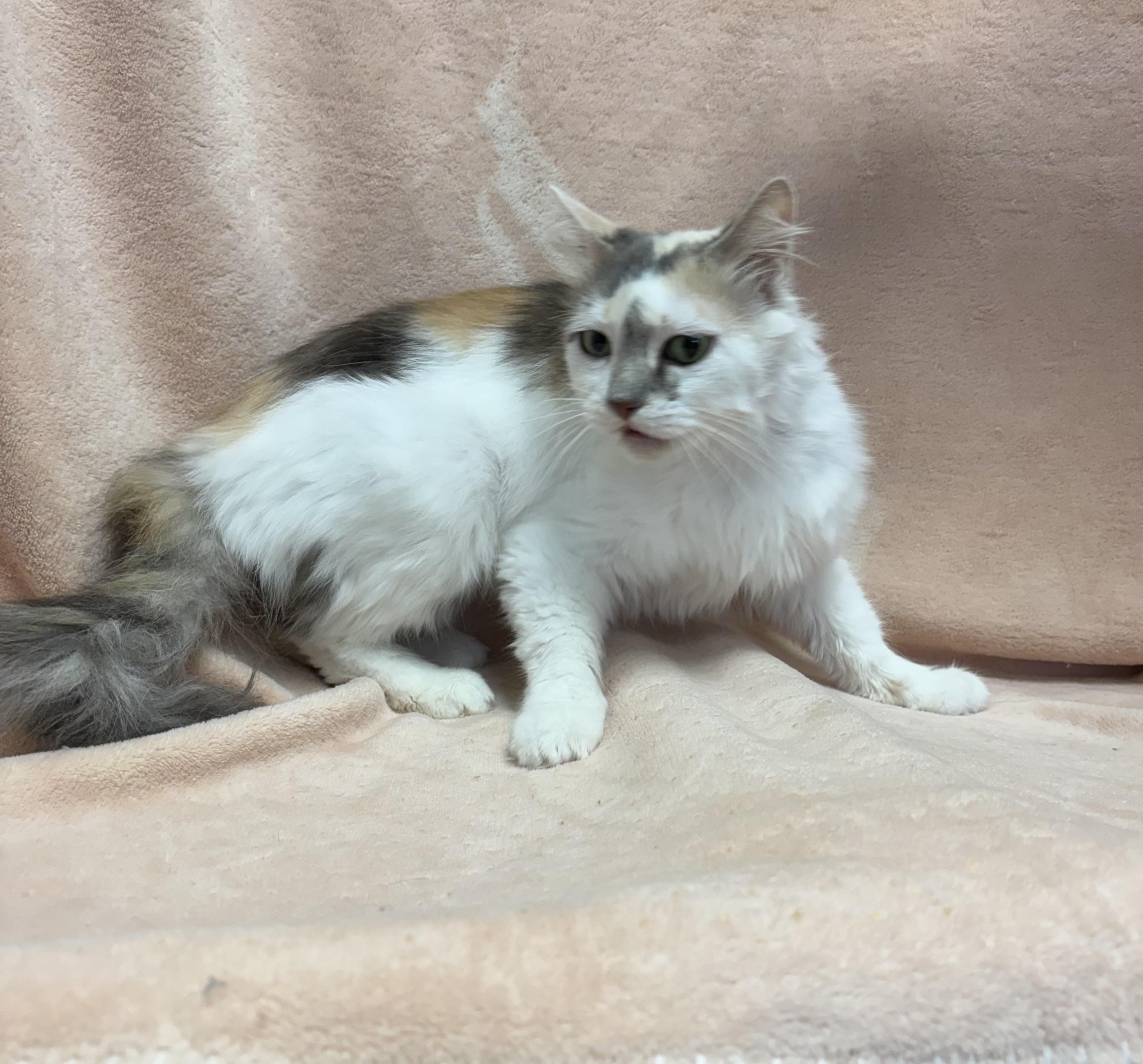 Alley, an adoptable Domestic Long Hair in Torrington, WY, 82240 | Photo Image 3