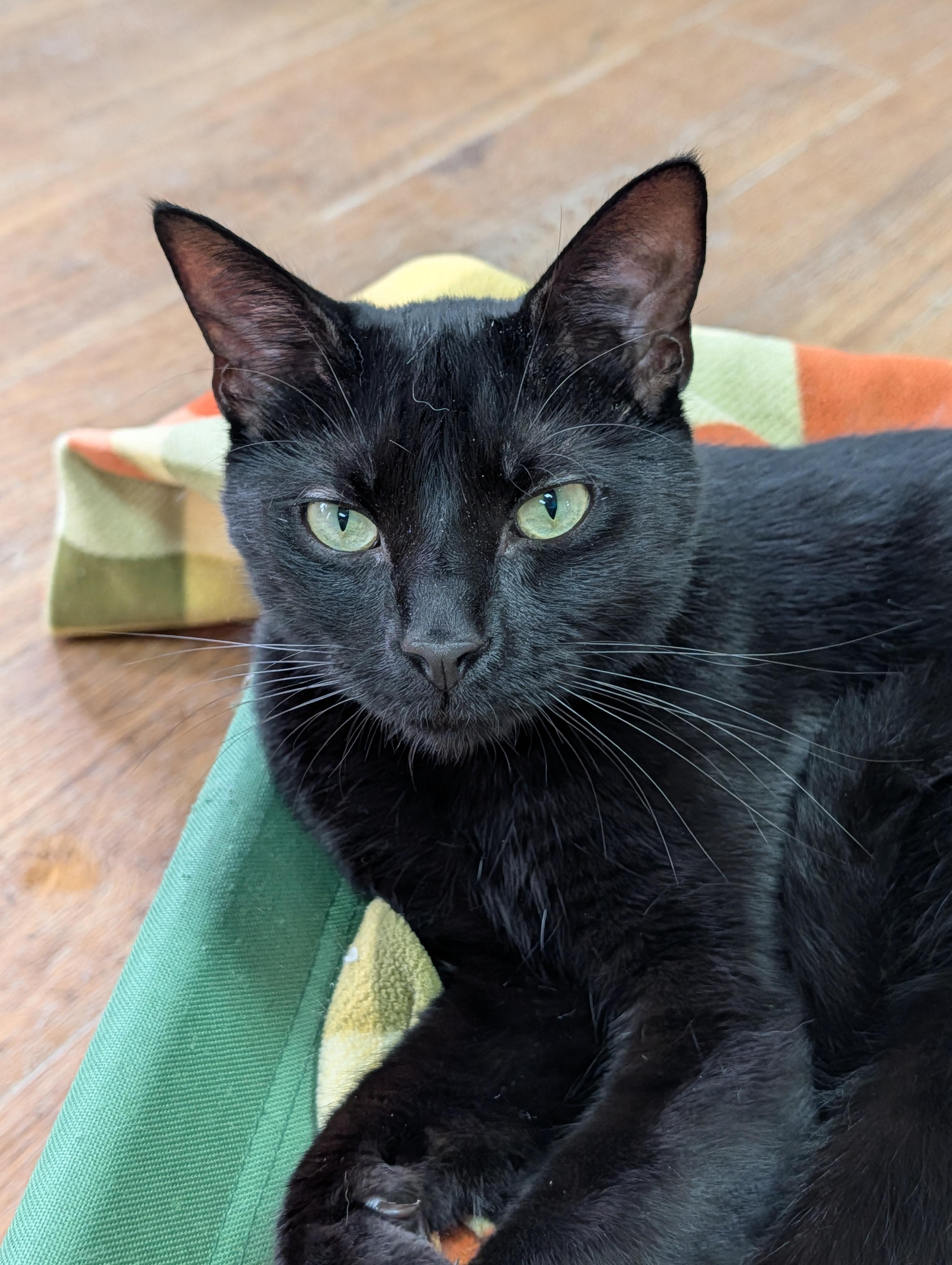 Sky, Adoptable, Adult Male Domestic Short Hair.