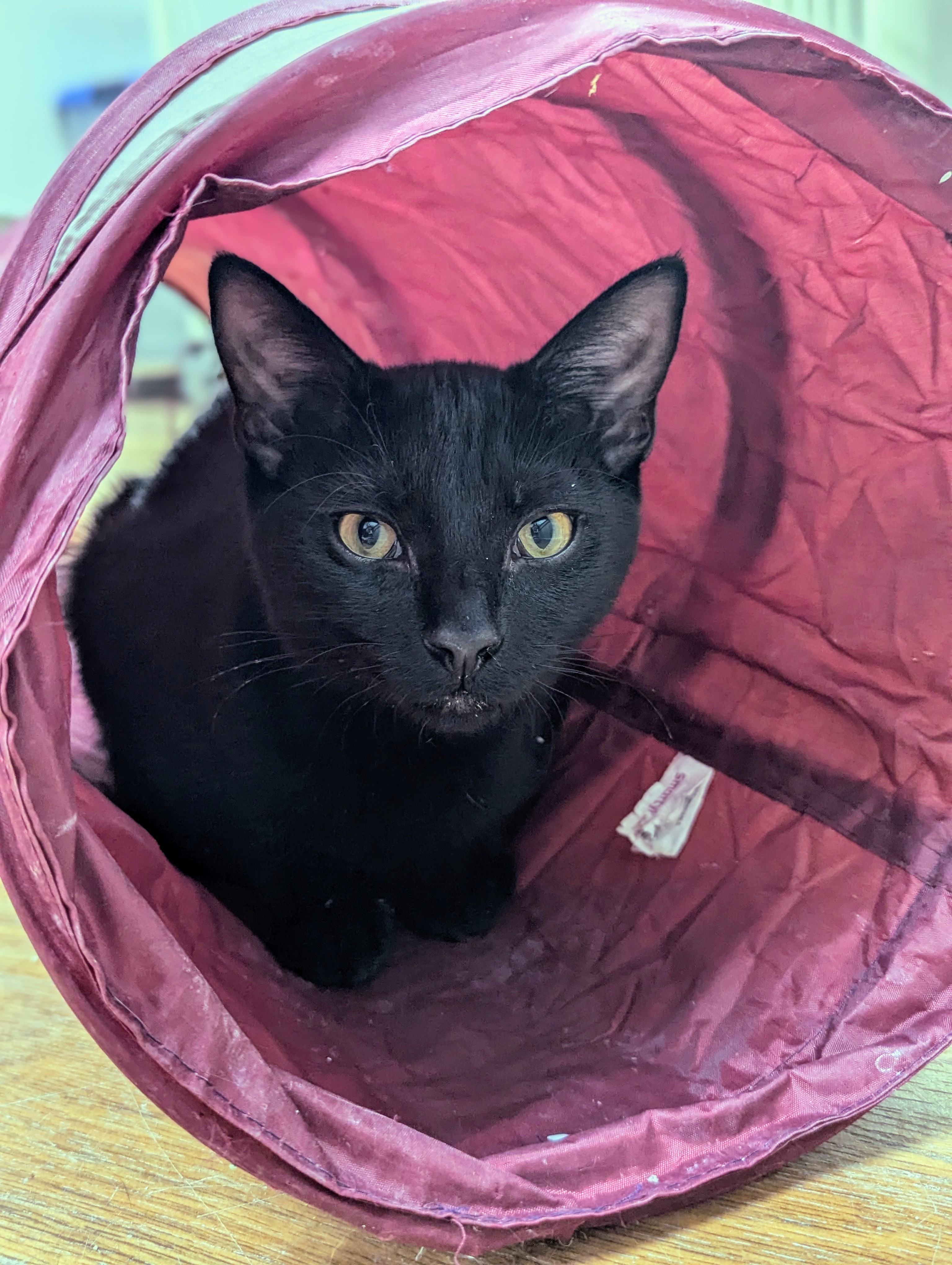 Enlarge Sky, a Adoptable Domestic Short Hair in Decatur, IL image 2/3