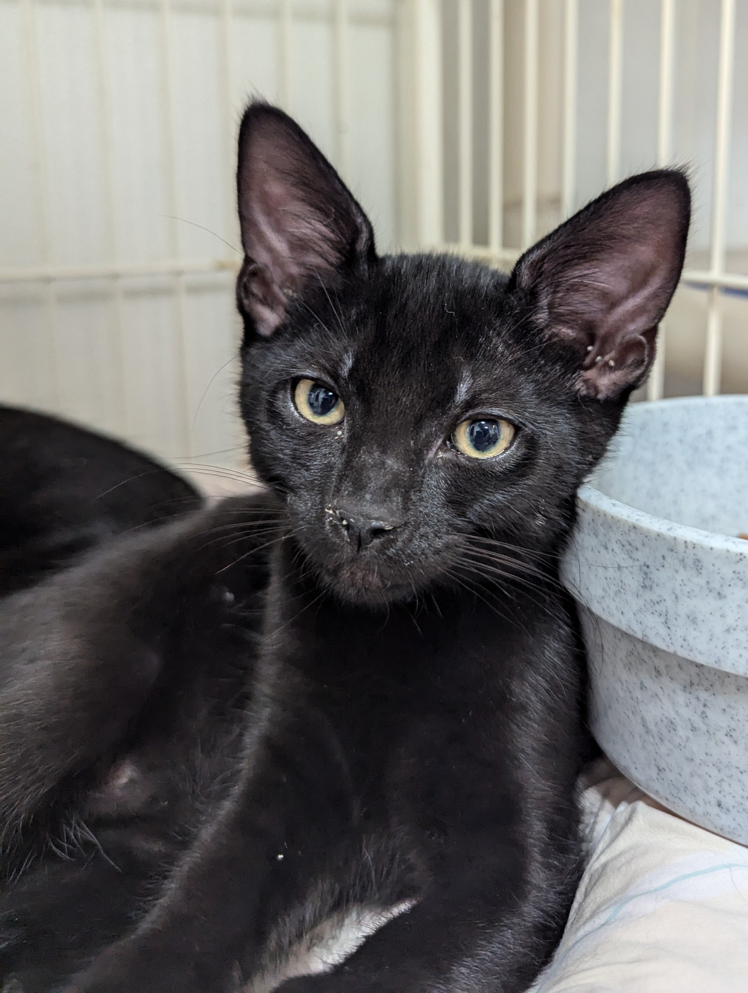 Enlarge Sky, a Adoptable Domestic Short Hair in Decatur, IL image 3/3