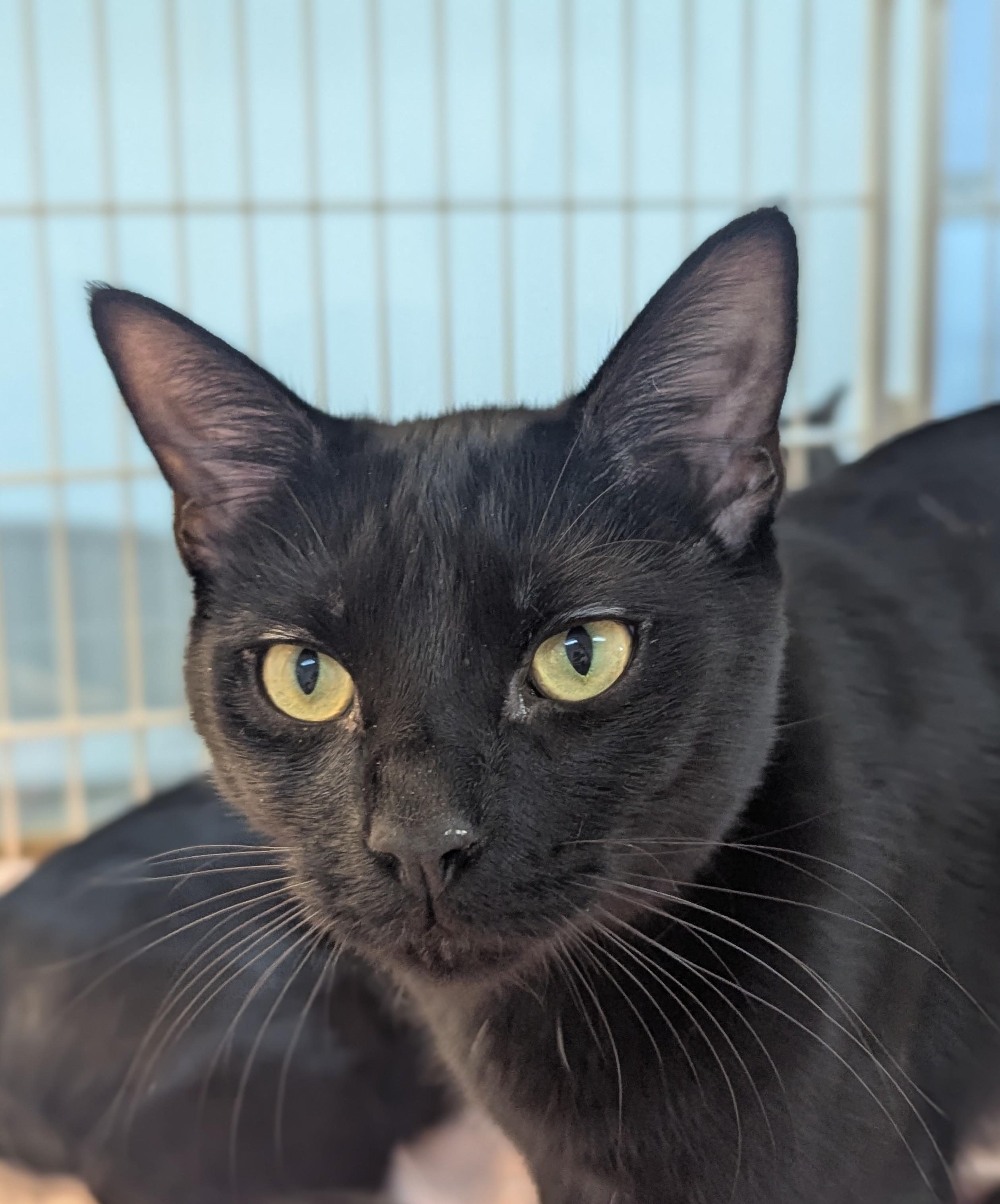 Enlarge Sky, a Adoptable Domestic Short Hair in Decatur, IL image 1/3