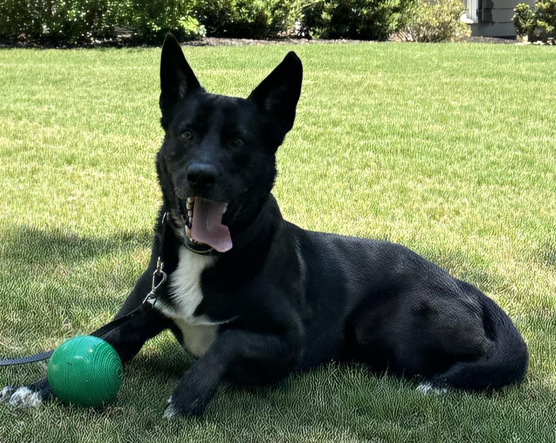 Goliath, ADOPTABLE, Adult Male German Shepherd Dog & Black Labrador Retriever.