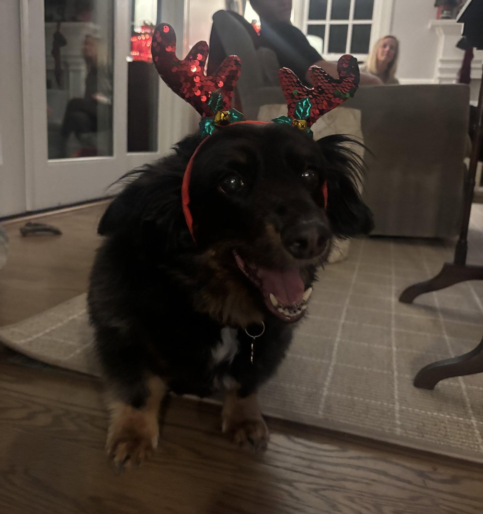 Gus4, Adopted, Adult Male Dachshund.