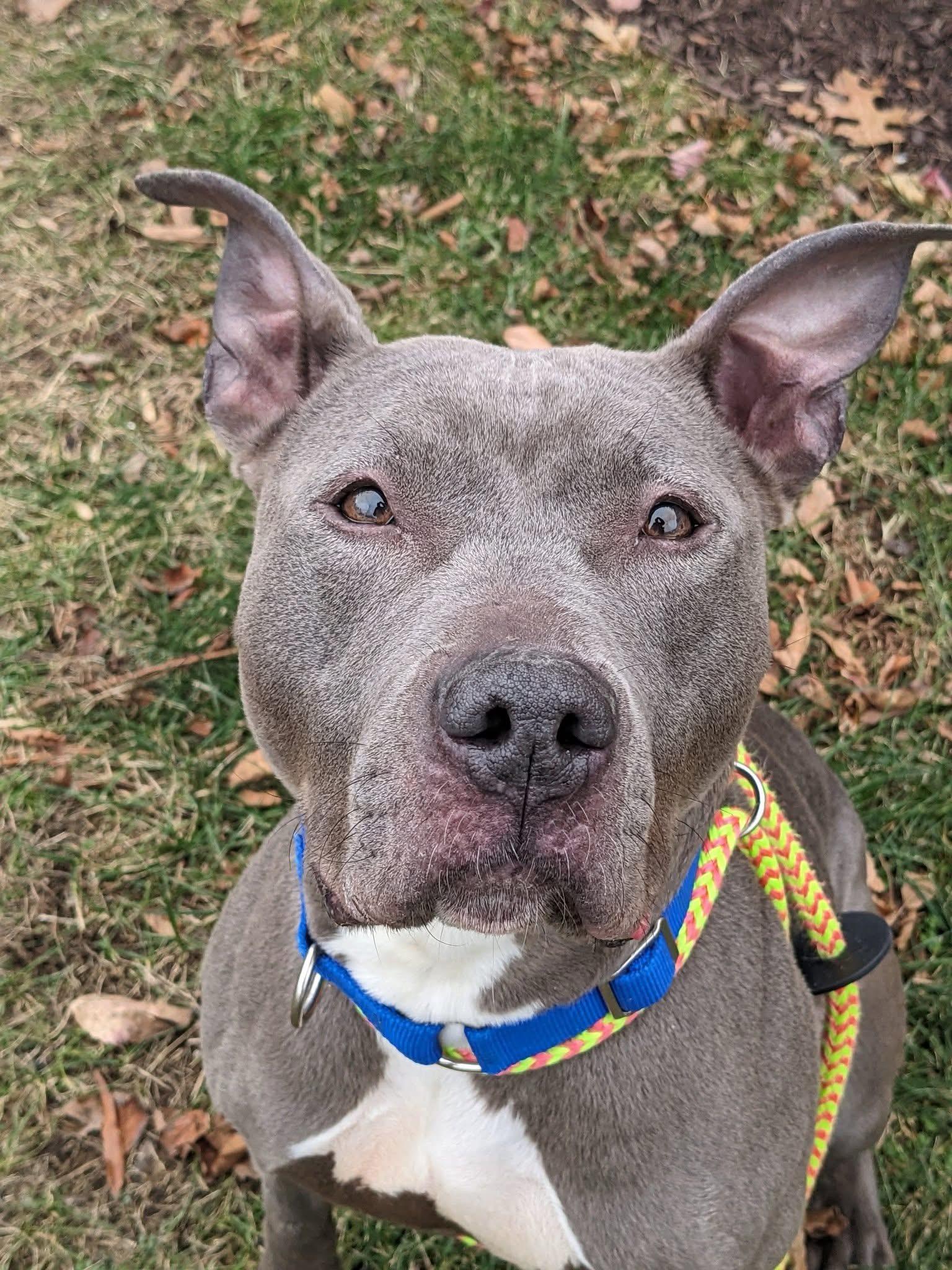 Mira (ID 49138/3800), ADOPTABLE, Adult Female American Bully.