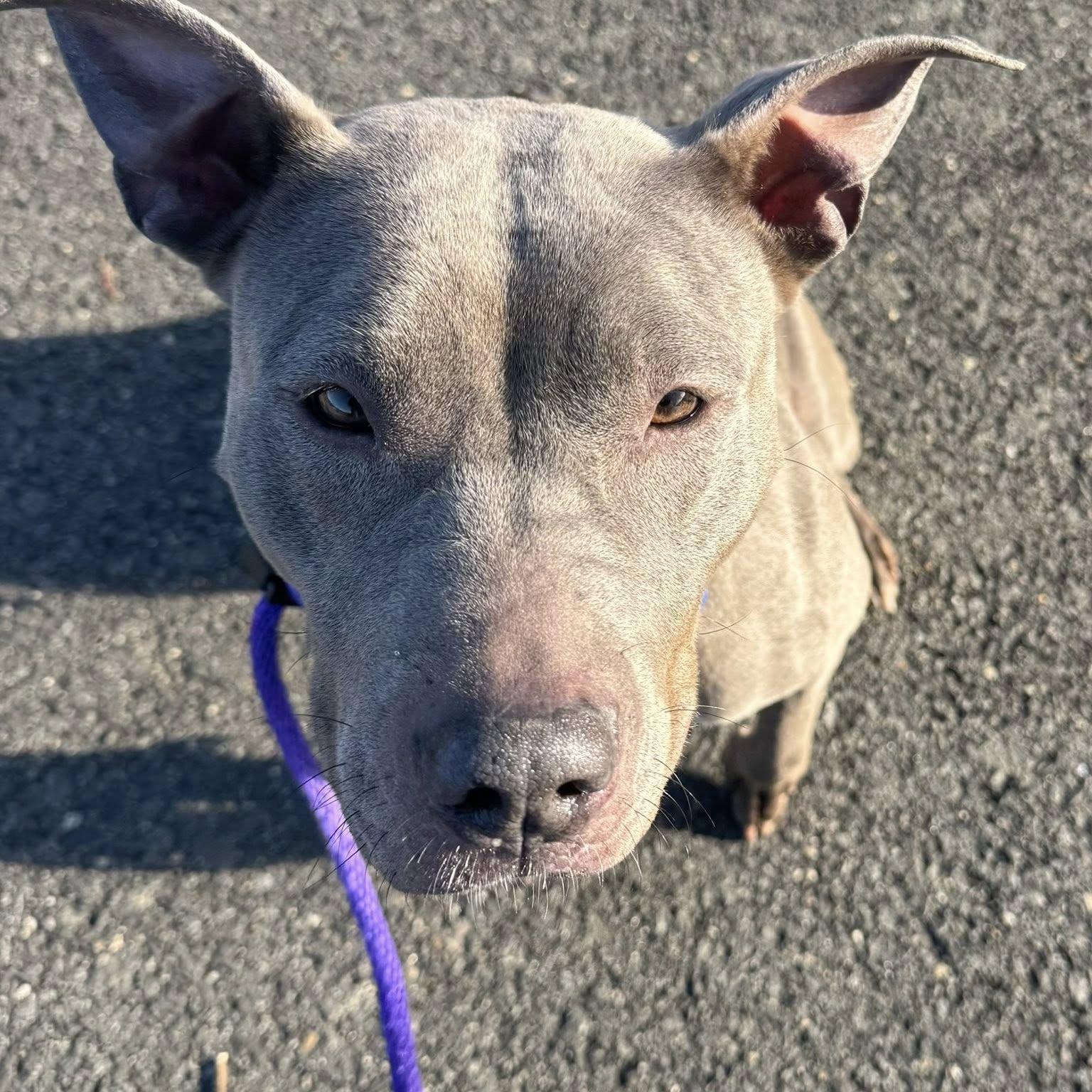 Mira (ID 49138/3800), ADOPTABLE, Adult Female American Bully.