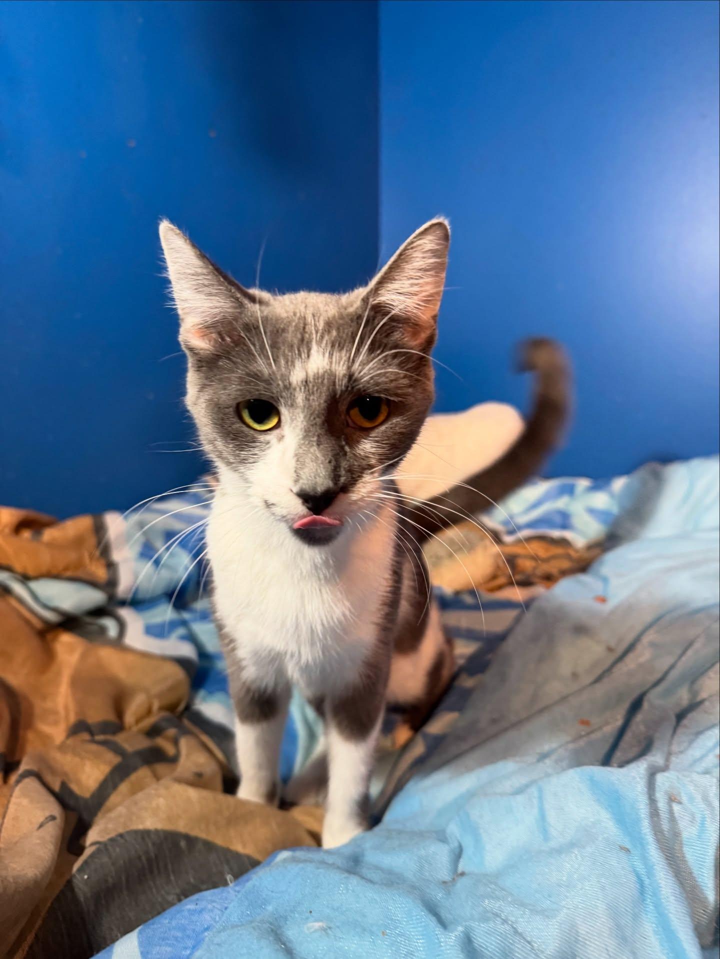 Marilyn, Adoptable, Adult Female American Shorthair.