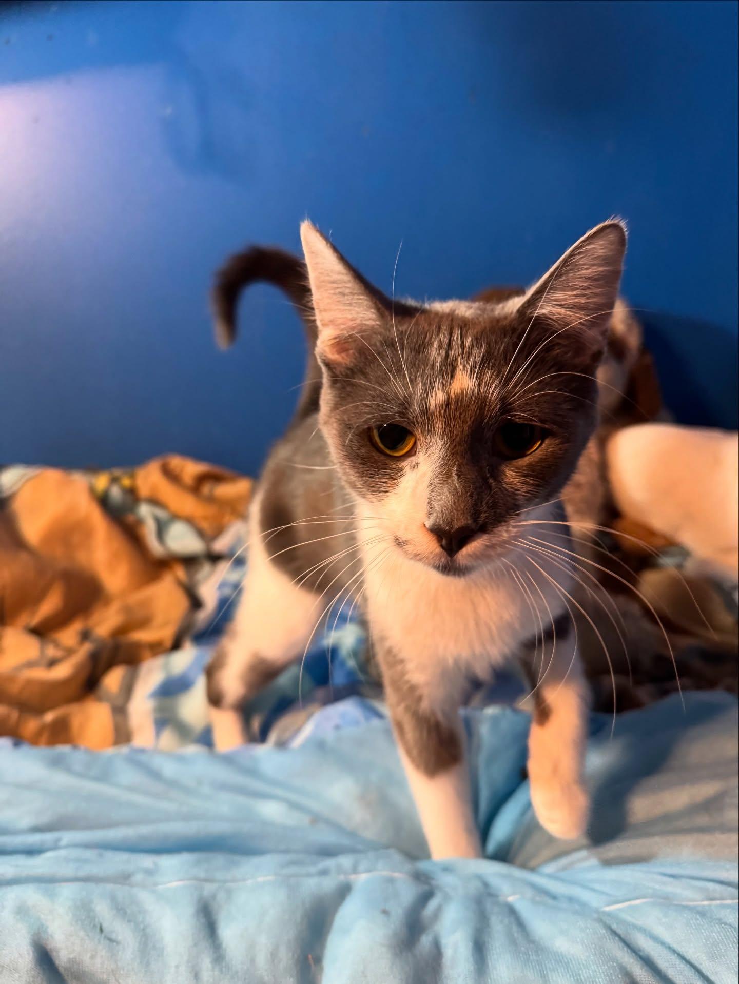 Marilyn, a Adoptable American Shorthair in Rochester, NY image 3/6