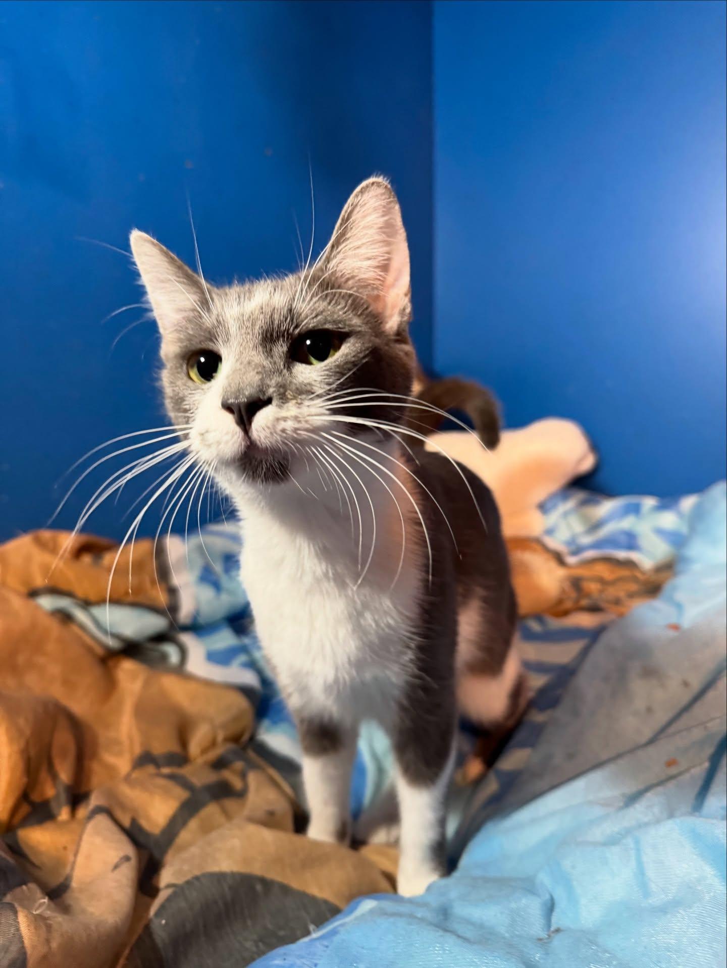 Marilyn, a Adoptable American Shorthair in Rochester, NY image 5/6