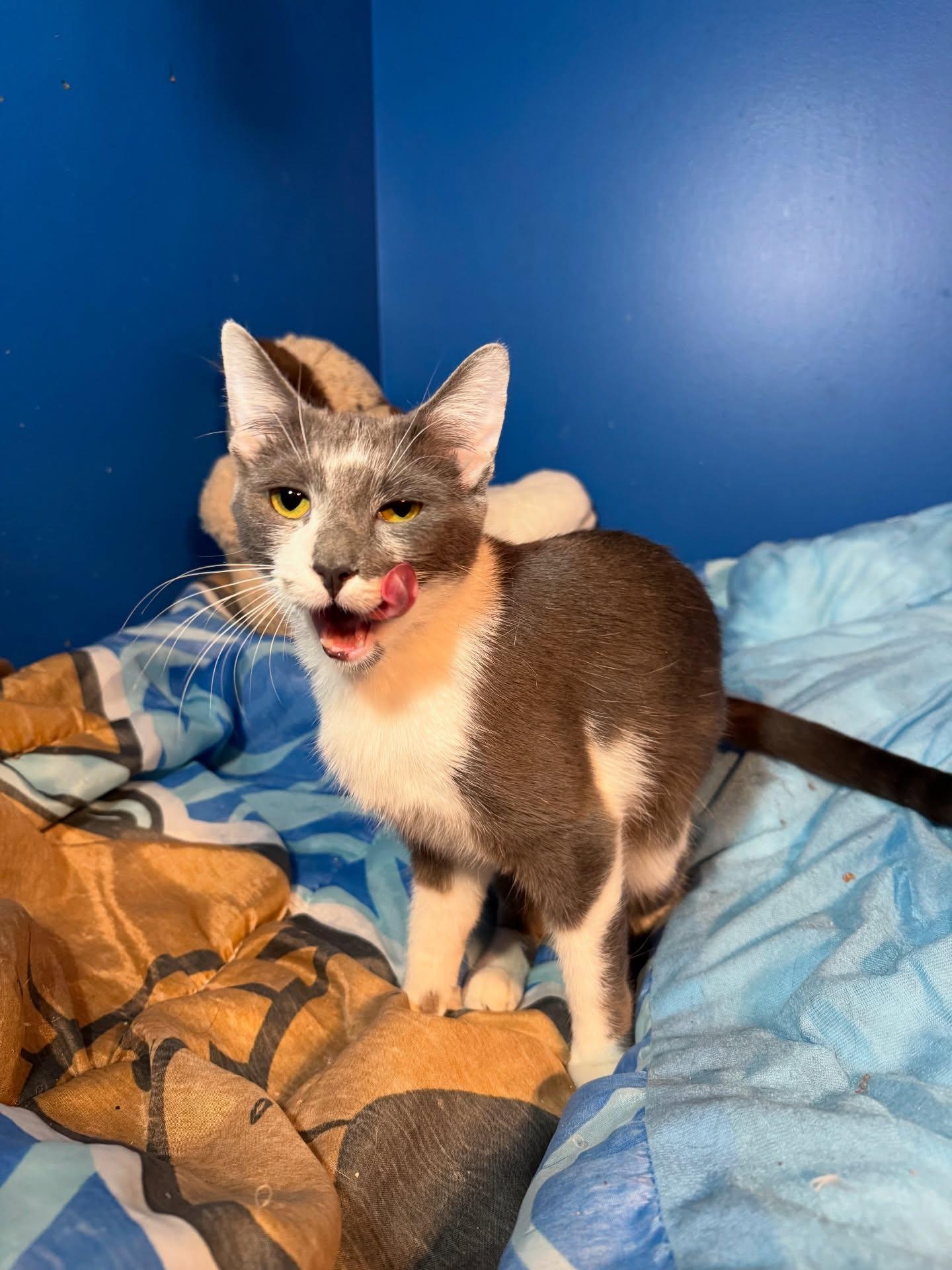 Marilyn, a Adoptable American Shorthair in Rochester, NY image 6/6