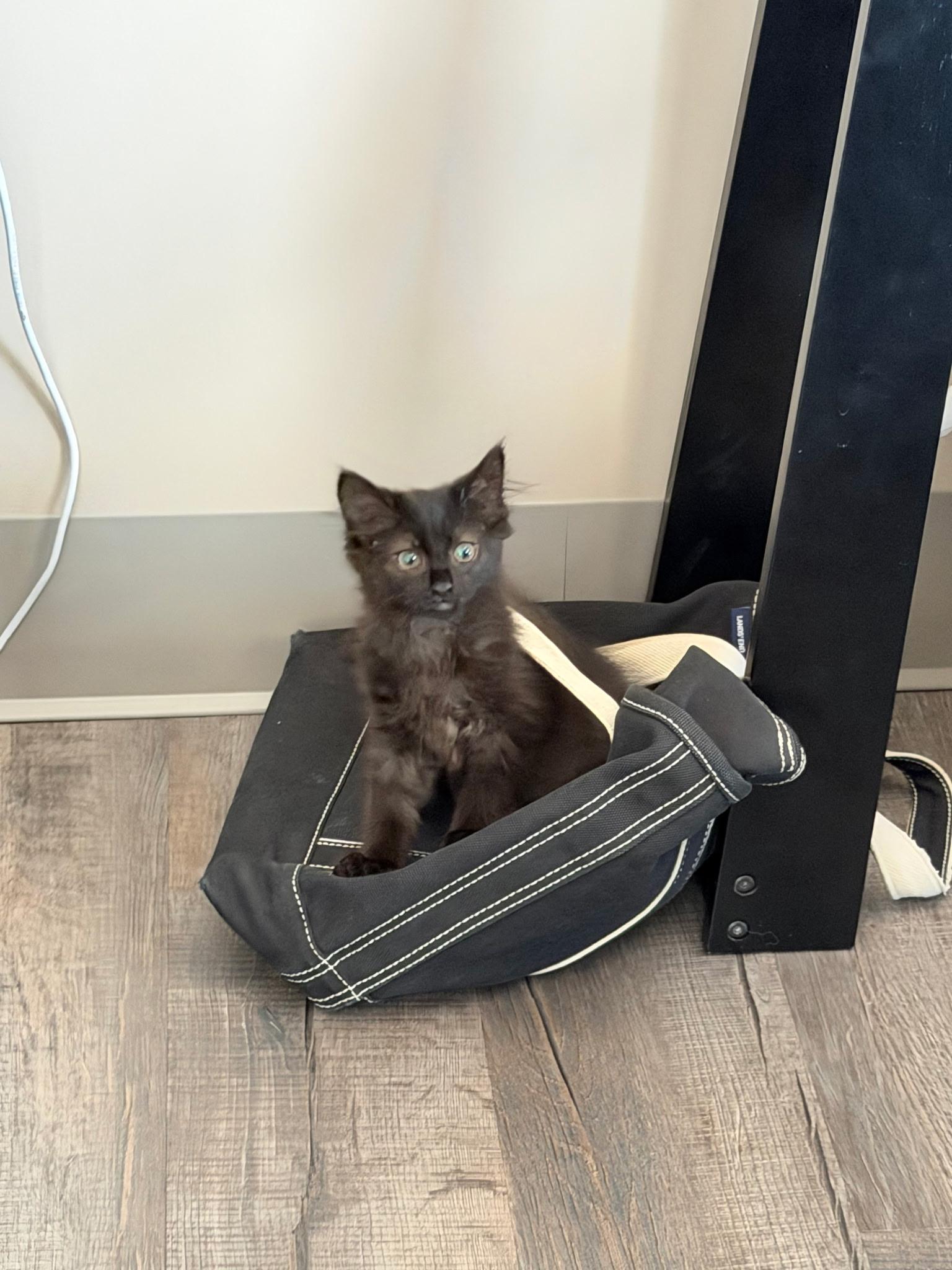 Freddie, a ADOPTABLE Domestic Long Hair in Pottsville, PA image 3/6