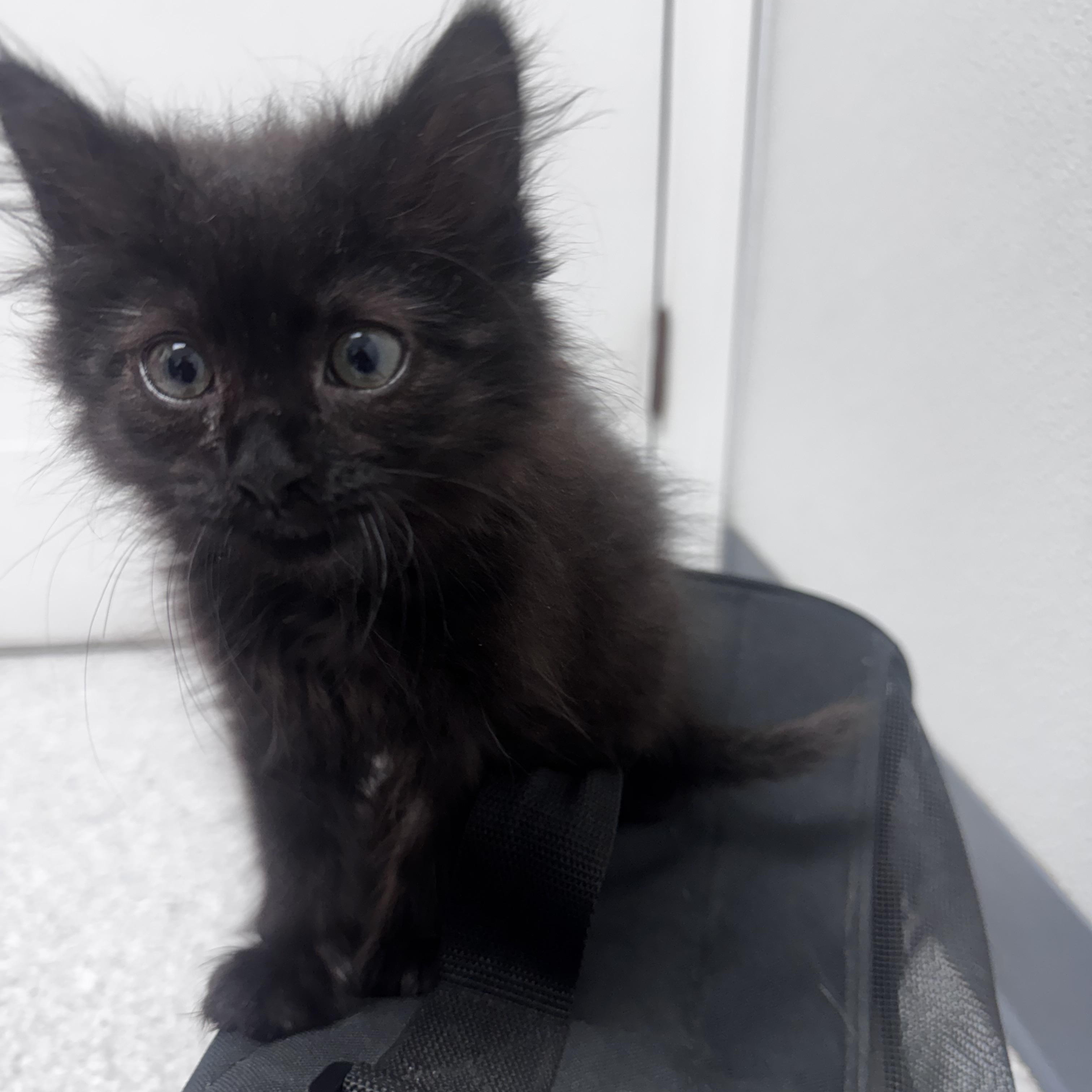 Freddie, a ADOPTABLE Domestic Long Hair in Pottsville, PA image 2/6