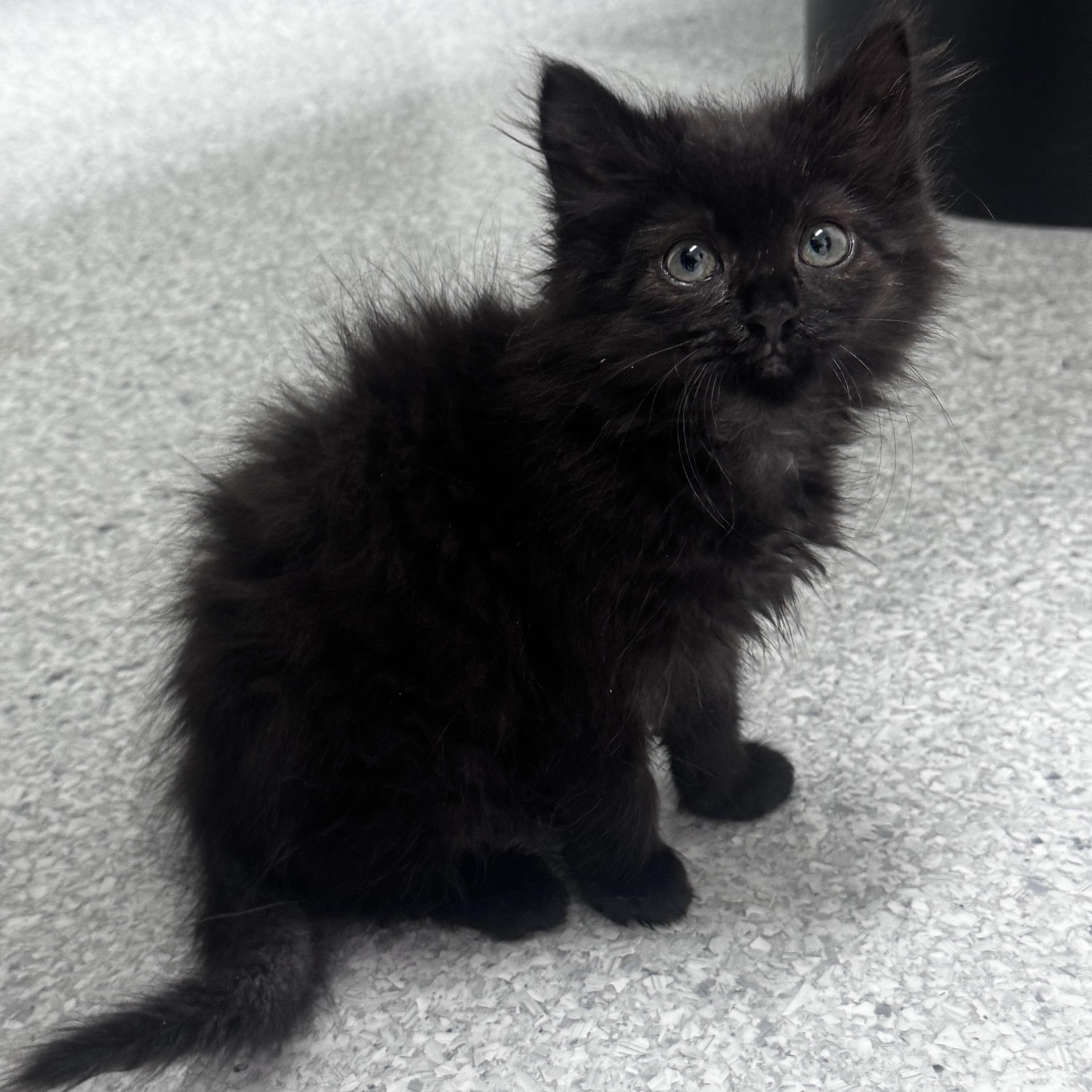 Freddie, a ADOPTABLE Domestic Long Hair in Pottsville, PA image 1/6