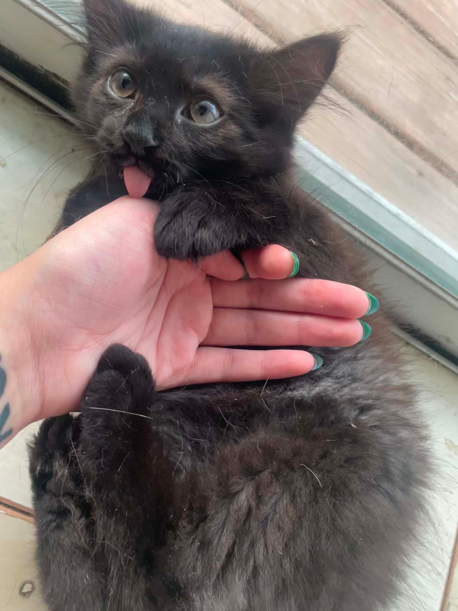 Freddie, a ADOPTABLE Domestic Long Hair in Pottsville, PA image 6/6