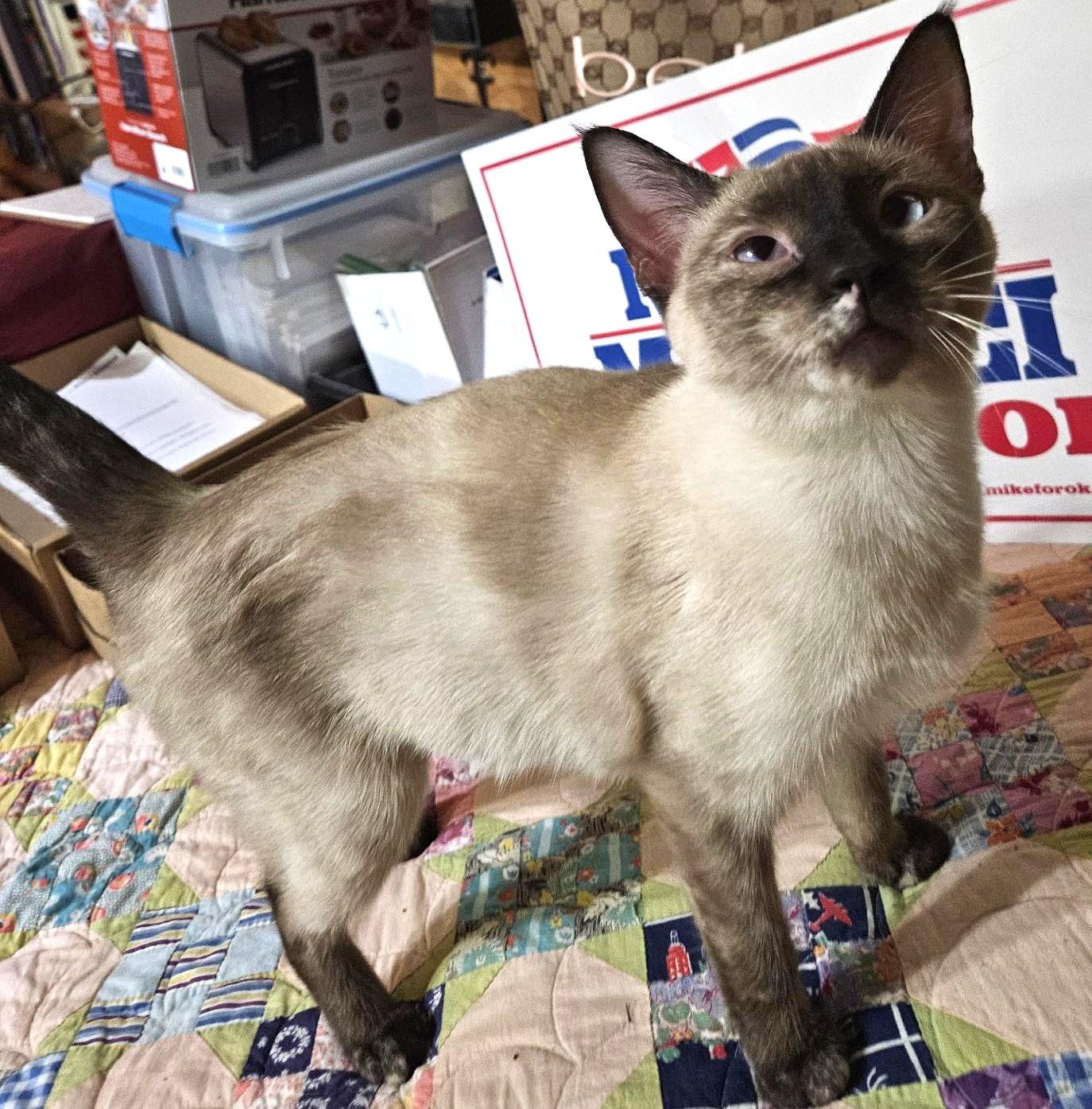 Miss Pixie, ADOPTABLE, Young Female Siamese.