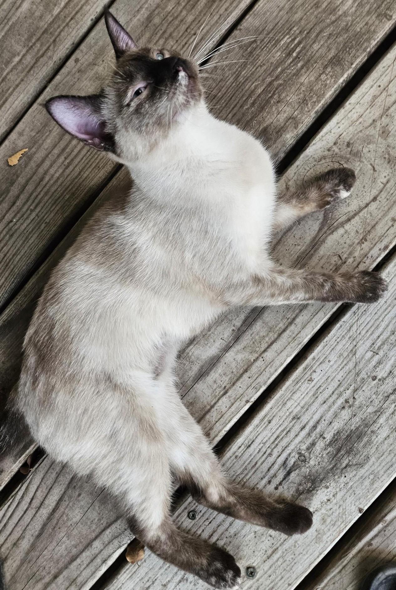 Enlarge Miss Pixie, a ADOPTABLE Siamese in Porum, OK image 4/6