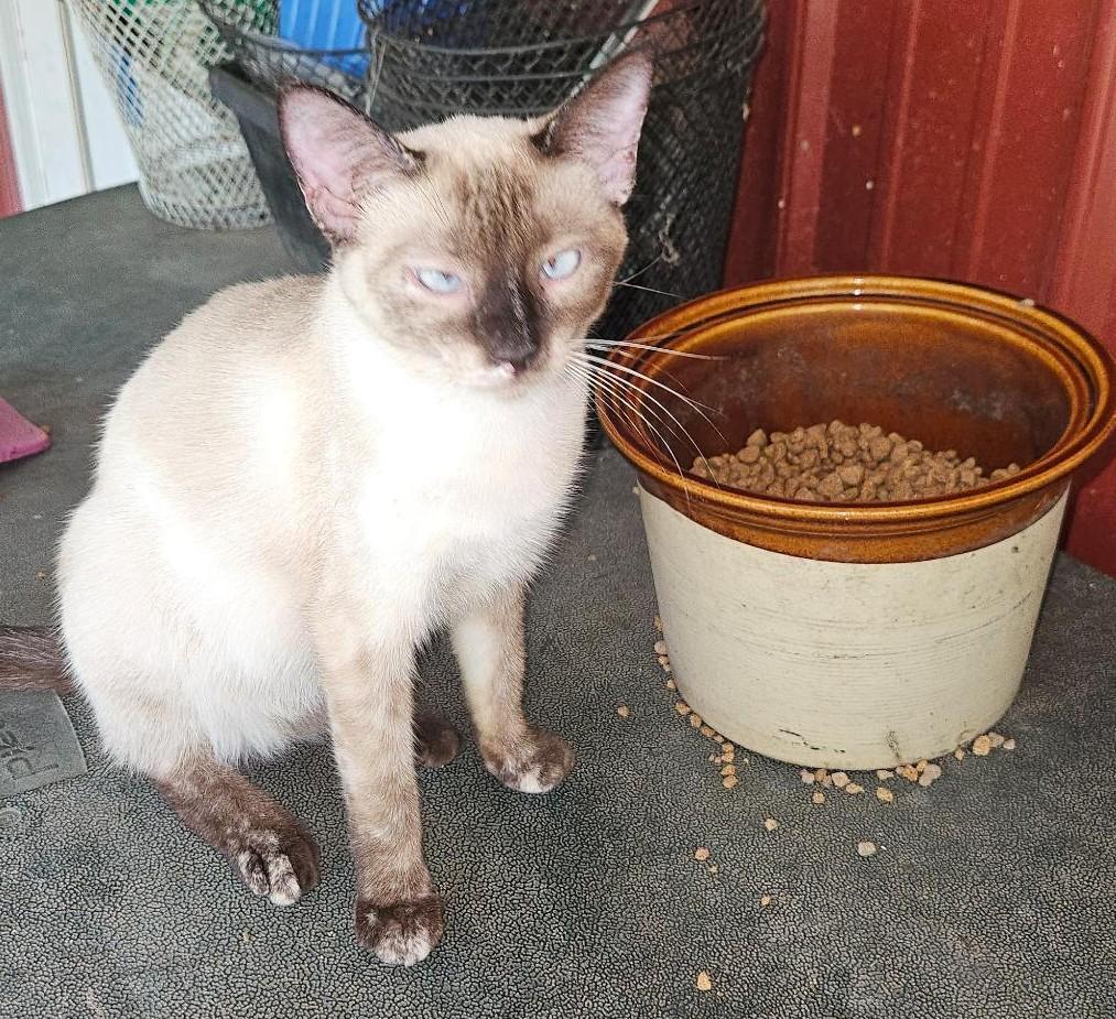 Pixie, a ADOPTABLE Siamese in Porum, OK image 6/6