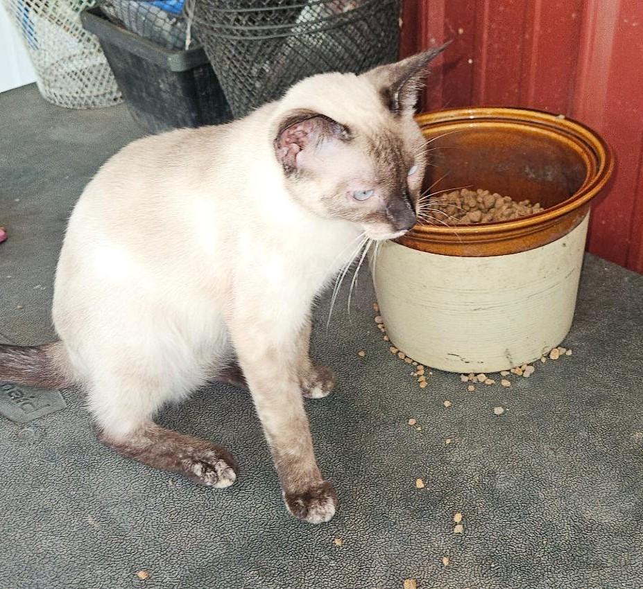 Pixie, a ADOPTABLE Siamese in Porum, OK image 5/6