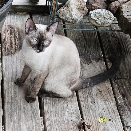 Enlarge Miss Pixie, a ADOPTABLE Siamese in Porum, OK image 3/6