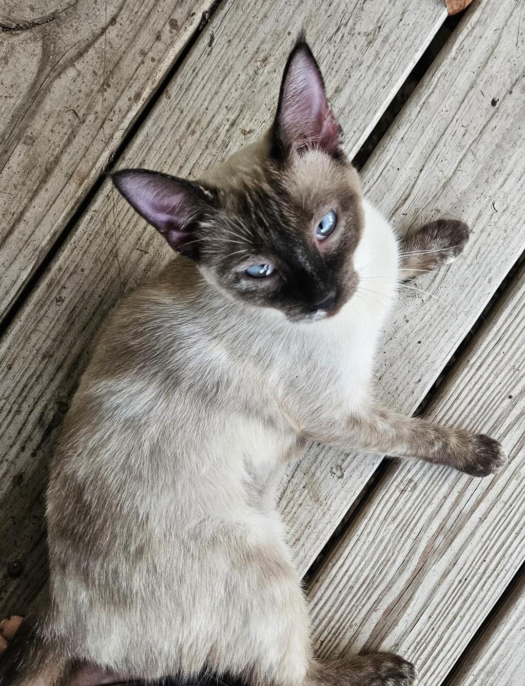 Enlarge Miss Pixie, a ADOPTABLE Siamese in Porum, OK image 6/6