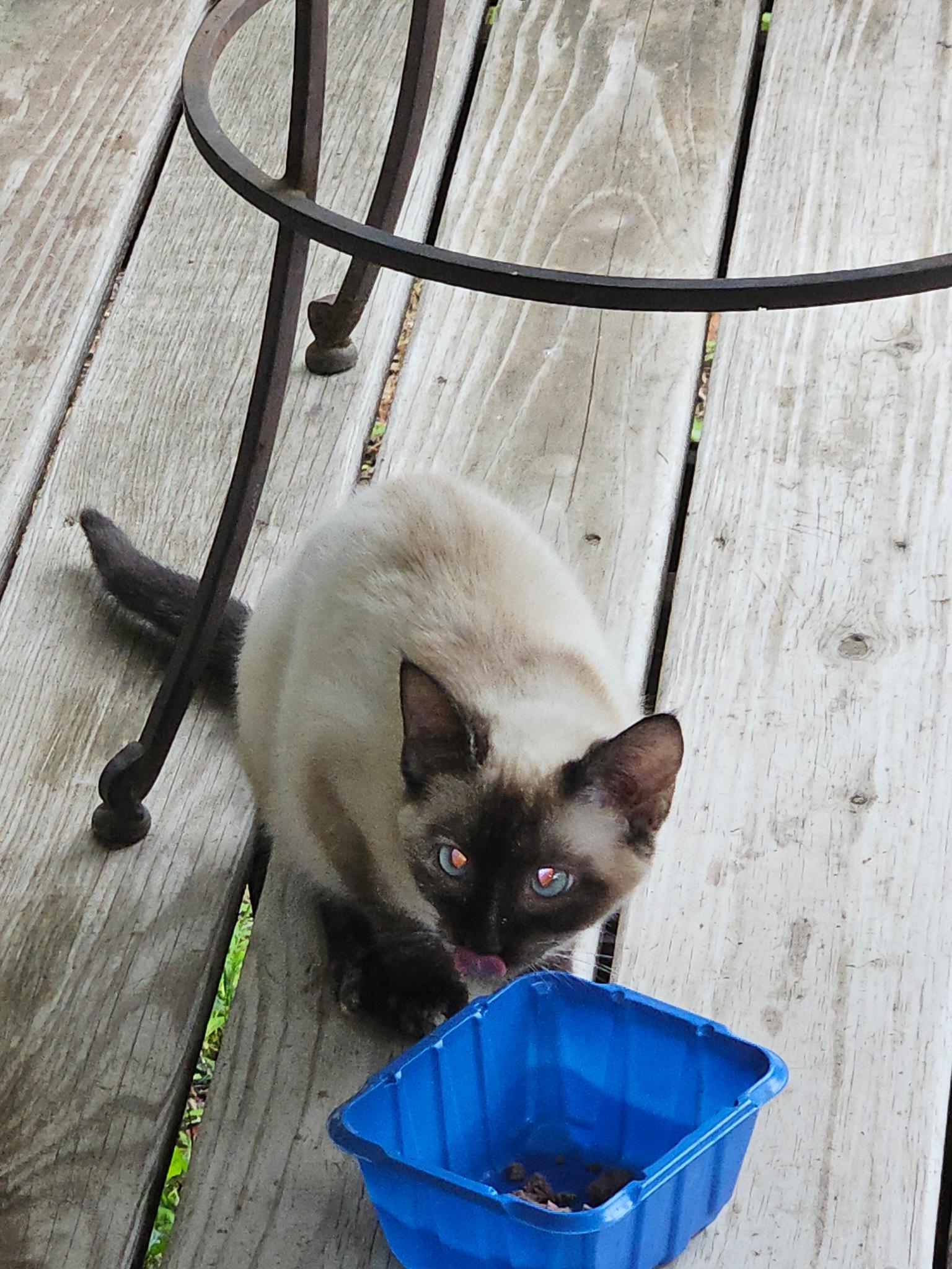 Pixie, a ADOPTABLE Siamese in Porum, OK image 3/6