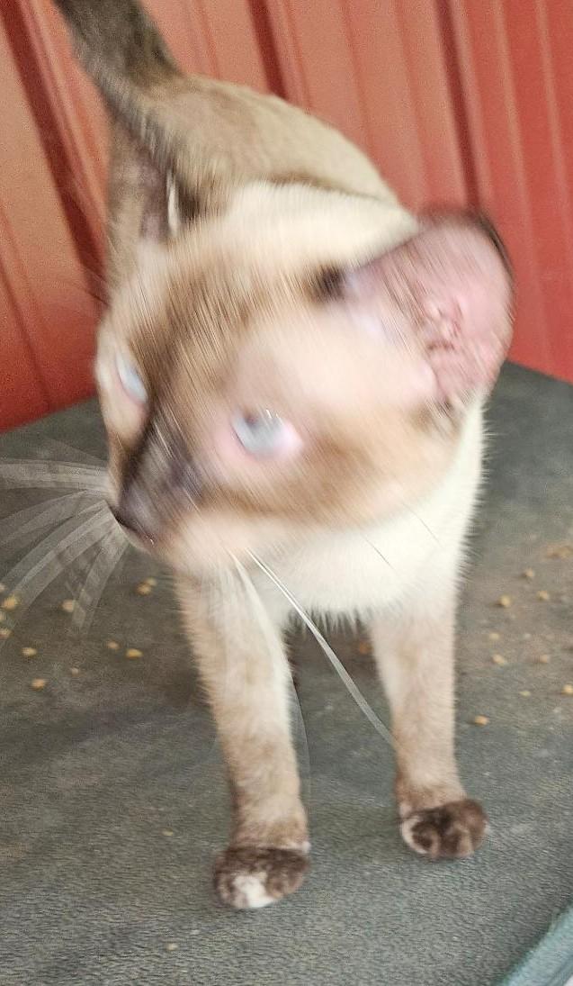 Pixie, a ADOPTABLE Siamese in Porum, OK image 4/6