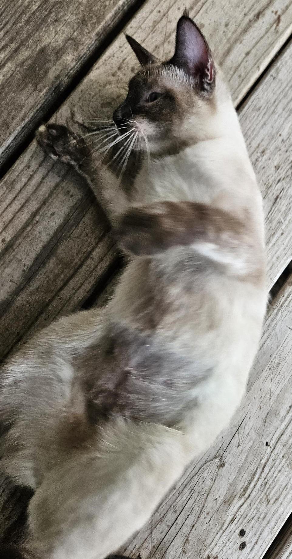 Enlarge Miss Pixie, a ADOPTABLE Siamese in Porum, OK image 5/6