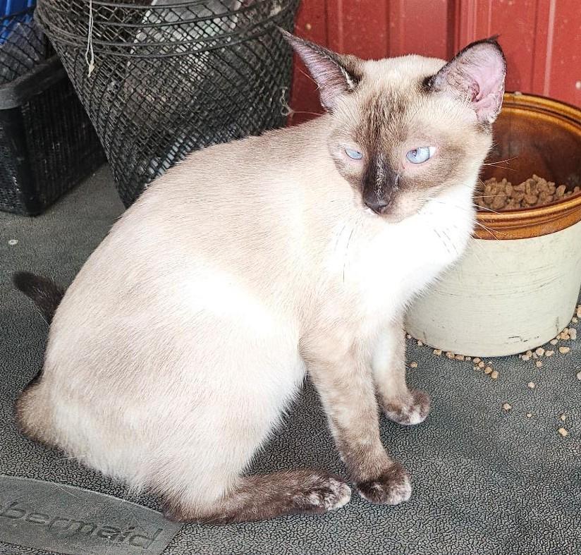 Pixie, ADOPTABLE, Young Female Siamese.