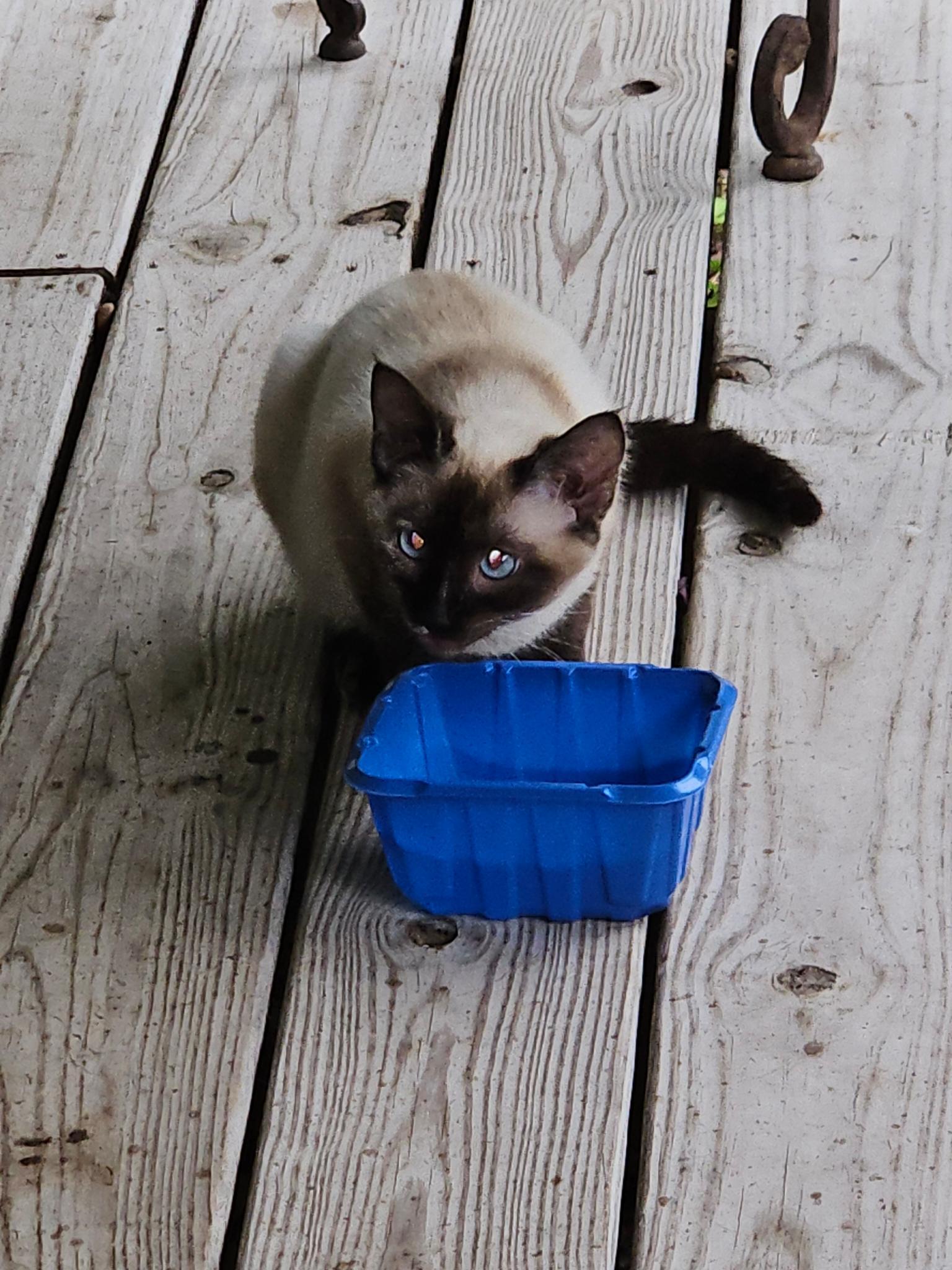 Pixie, a ADOPTABLE Siamese in Porum, OK image 2/6
