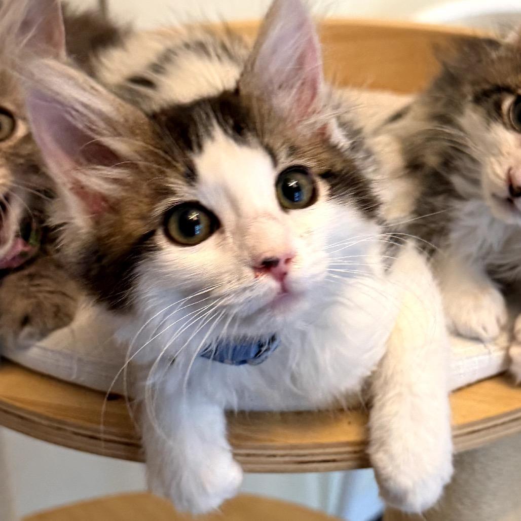 Goose, a Adoptable Domestic Medium Hair in Pacific Palisades, CA image 1/2