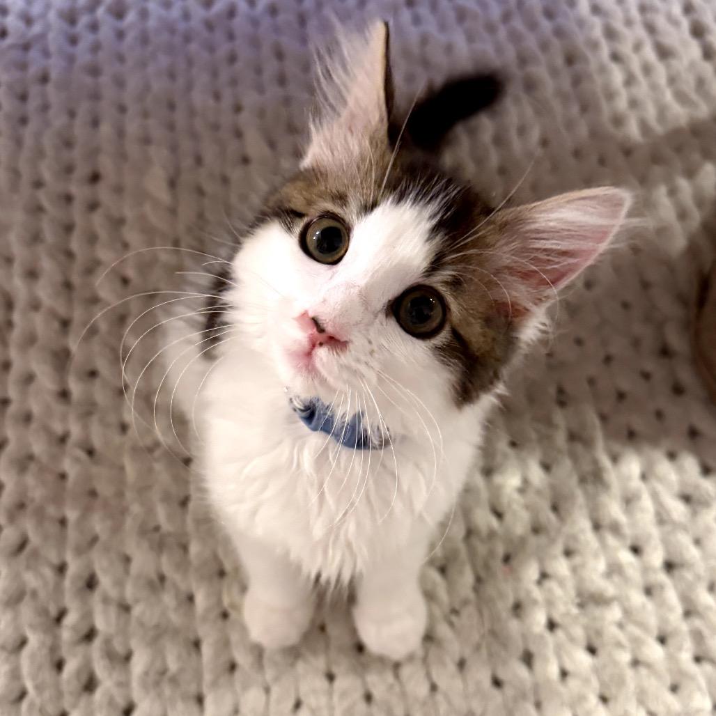 Goose, a Adoptable Domestic Medium Hair in Pacific Palisades, CA image 2/2
