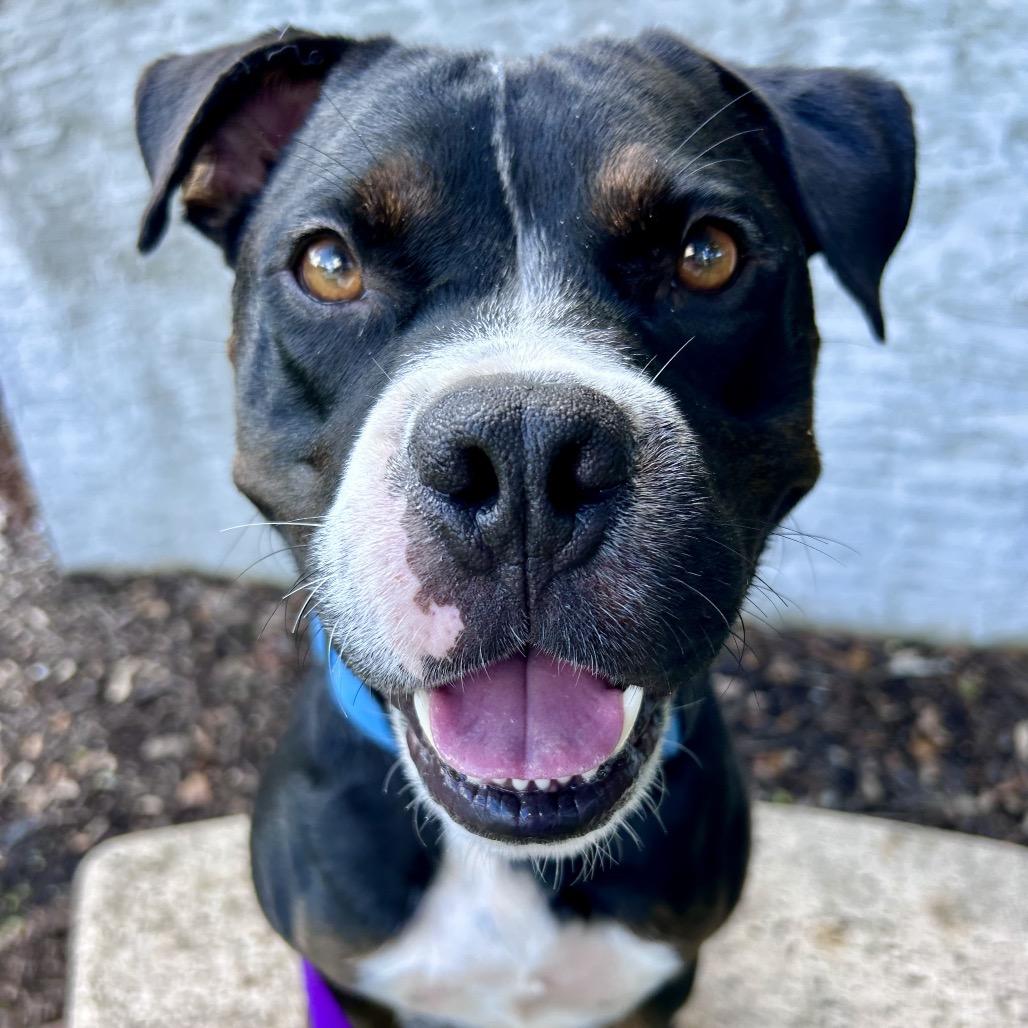 Benjamin, Adoptable, Adult Male Mixed Breed.