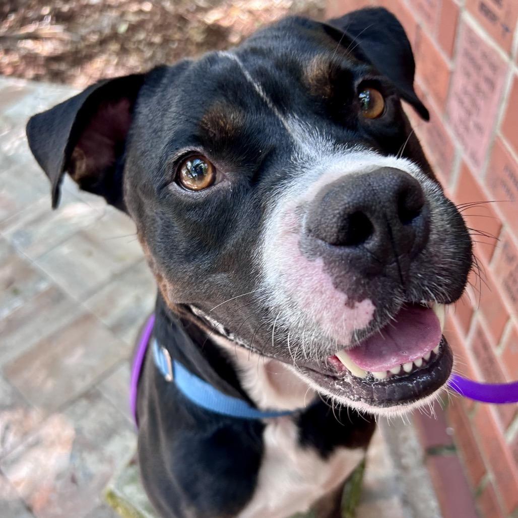 Enlarge Benjamin, a Adoptable Mixed Breed in Sarasota, FL image 2/6