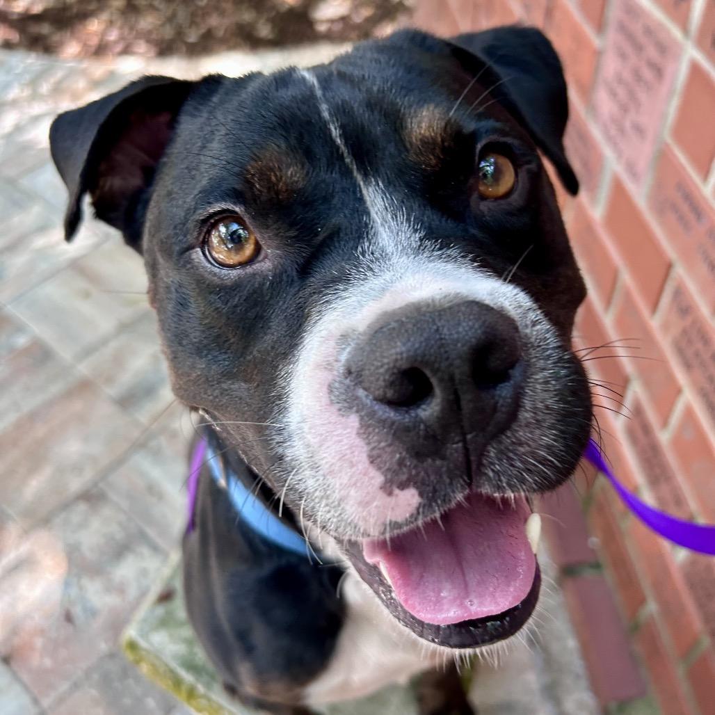 Enlarge Benjamin, a Adoptable Mixed Breed in Sarasota, FL image 3/6