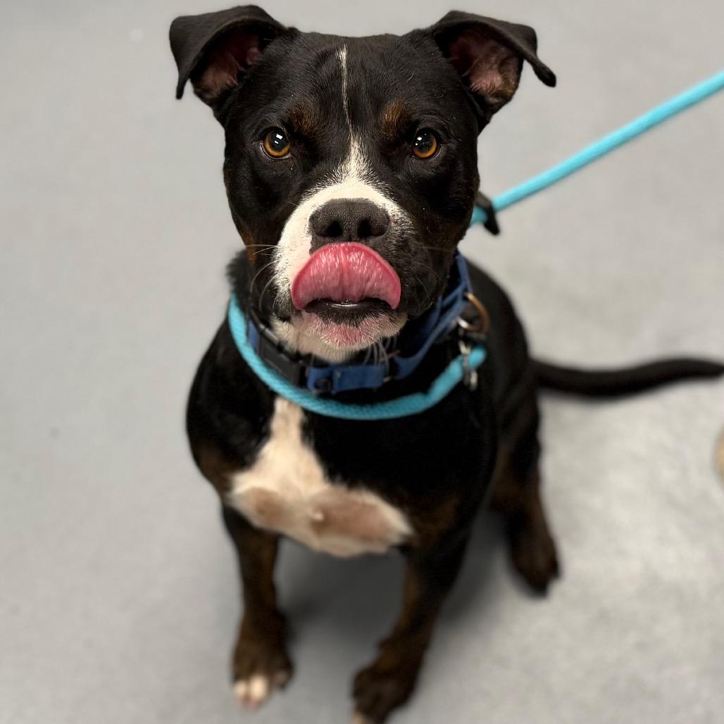 Enlarge Benjamin, a Adoptable Mixed Breed in Sarasota, FL image 4/6