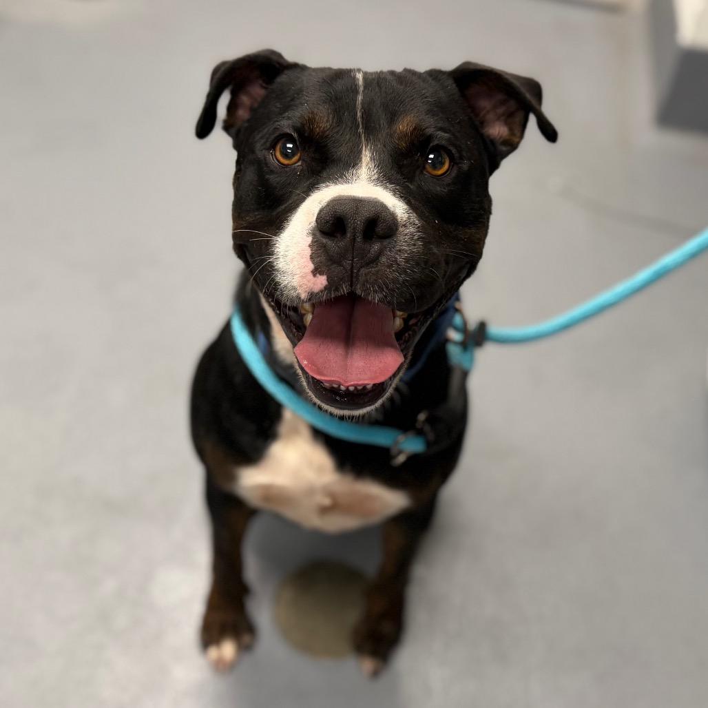 Enlarge Benjamin, a Adoptable Mixed Breed in Sarasota, FL image 5/6